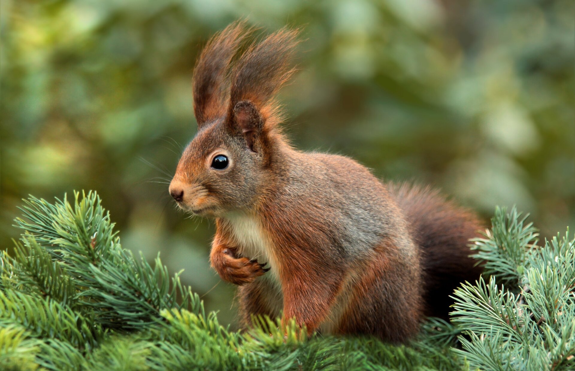 Fotografia przedstawia wiewiórkę siedzącą na iglastej gałęzi.