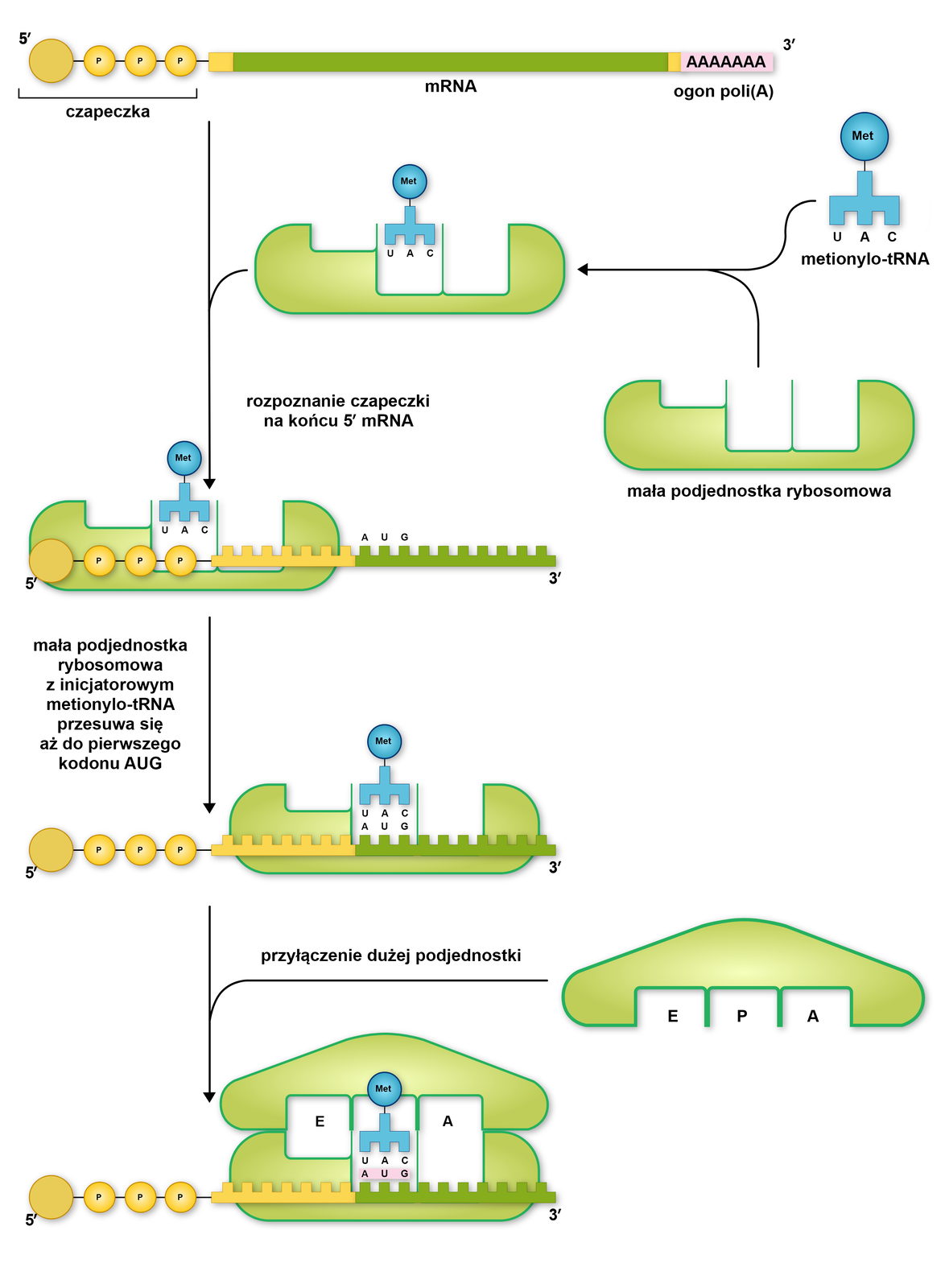 Grafika przedstawia przebieg inicjacji translacji. Na samej górze znajduje się odcinek mRNA, który na końcu 5 prim posiada czapeczkę zbudowaną z  trzech reszt fosforanowych, a na końcu 3 prim posiada ogon poli(A). Czapeczkę na końcu 5 prim rozpoznaje mała podjednostka rybosomowa z dołączonym metionylo‑tRNA. Przyczepia się ona do czapeczki. Następnie mała podjednostka rybosomowa z inicjatorowym metionylo‑tRNA przesuwa się wzdłuż cząsteczki mRNA aż do pierwszego kodonu AUG. Antykodon tRNA U A C łączy się z kodonem A U G, a następnie do małej podjednostki rybosomowej przyłącza się duża podjednostka, razem tworząc rybosom posiadający miejsce E, P oraz A.