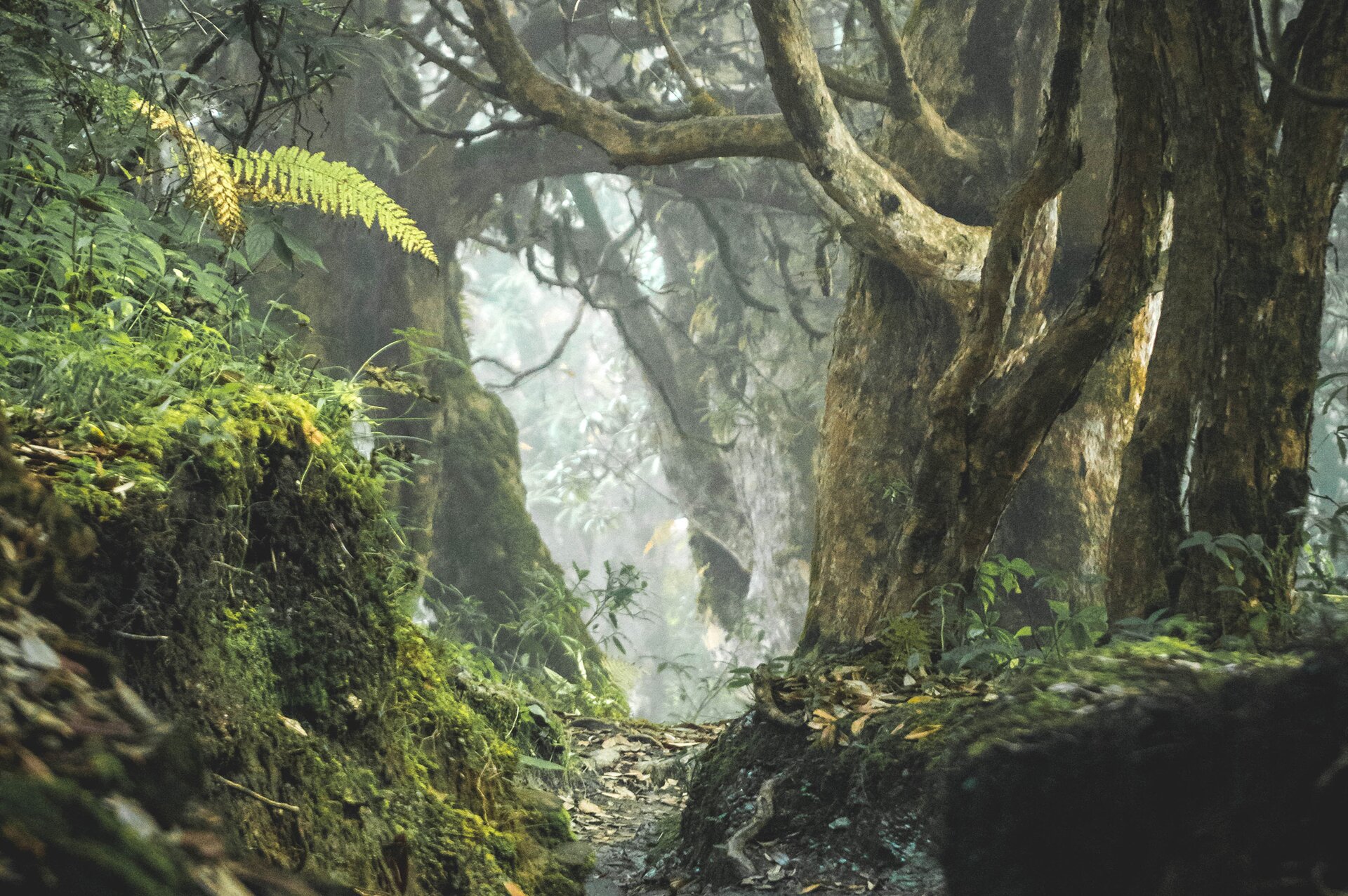 Zdjęcie przedstawia las, w którym widoczne są stare drzewa oraz paprocie. 