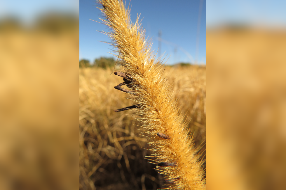 Fotografia przedstawia zbliżenie żółtego kłosa na tle pola. Po lewej stronie między łuskami znajdują się ciemne, wydłużone przetrwalniki. To sporysz, czyli forma przetrwalnikowa grzyba pasożytniczego buławinki czerwonej. Atakuje ona kwiatostany traw i zbóż i wywołuje ich chorobę.