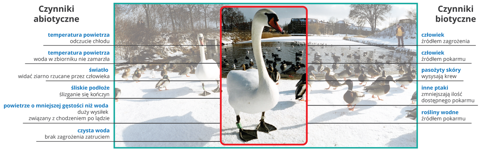 Ilustracja przedstawia brzeg stawu zimą. Na ośnieżonym brzegu znajduje się stado kaczek i łabędź, w dali widać ludzi. Łabędź zaznaczony jest czerwoną ramką, do której prowadzą strzałki. Po lewej stronie wymienione są czynniki abiotyczne: temperatura powietrza (odczucie chłodu), temperatura powietrza (woda w zbiorniku nie zamarza), światło (widać ziarna rzucane przez człowieka), śliskie podłoże (ślizganie się kończyn), powietrze o mniejszej gęstości niż woda (duży wysiłek związany z chodzeniem po lądzie), czysta woda (brak zagrożenia zatruciem). Po prawej stronie wymienione są czynniki biotyczne, takie jak człowiek (źródłem zagrożenia), człowiek (źródłem pokarmu), pasożyty skóry (wysysają krew), inne ptaki (zmniejszają ilość dostępnego pokarmu), rośliny wodne (źródłem pokarmu).