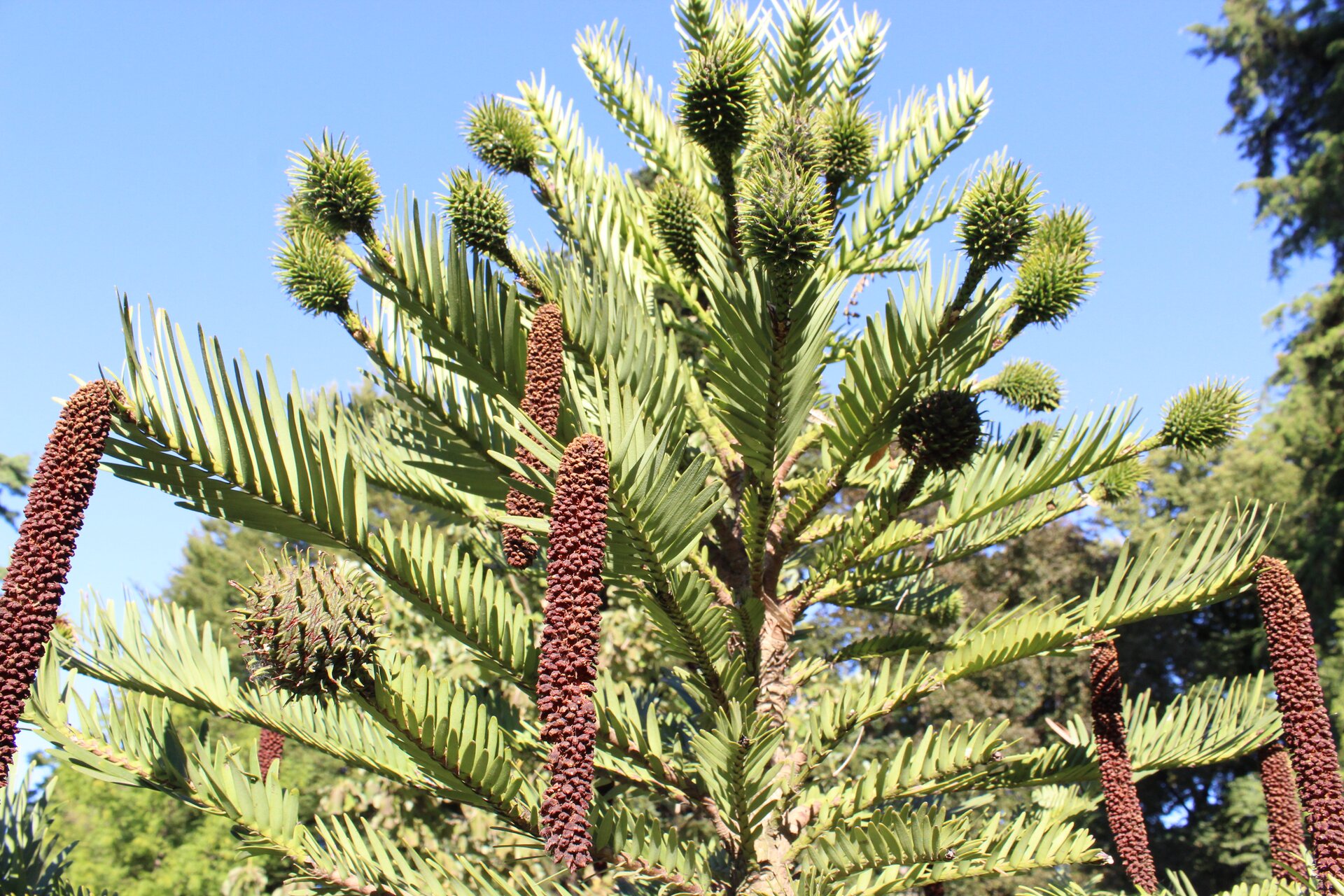 Fotografia przedstawia australijską roślinę iglastą wollemię. Ma płaskie, duże igły. Na końcach niektórych gałązek zwisają podłużne, brązowe twory. Są to męskie kłosy zarodnionośne. Na innych wznoszą się kuliste, iglaste zgrubienia. Są to żeńskie kłosy zarodnionośne.