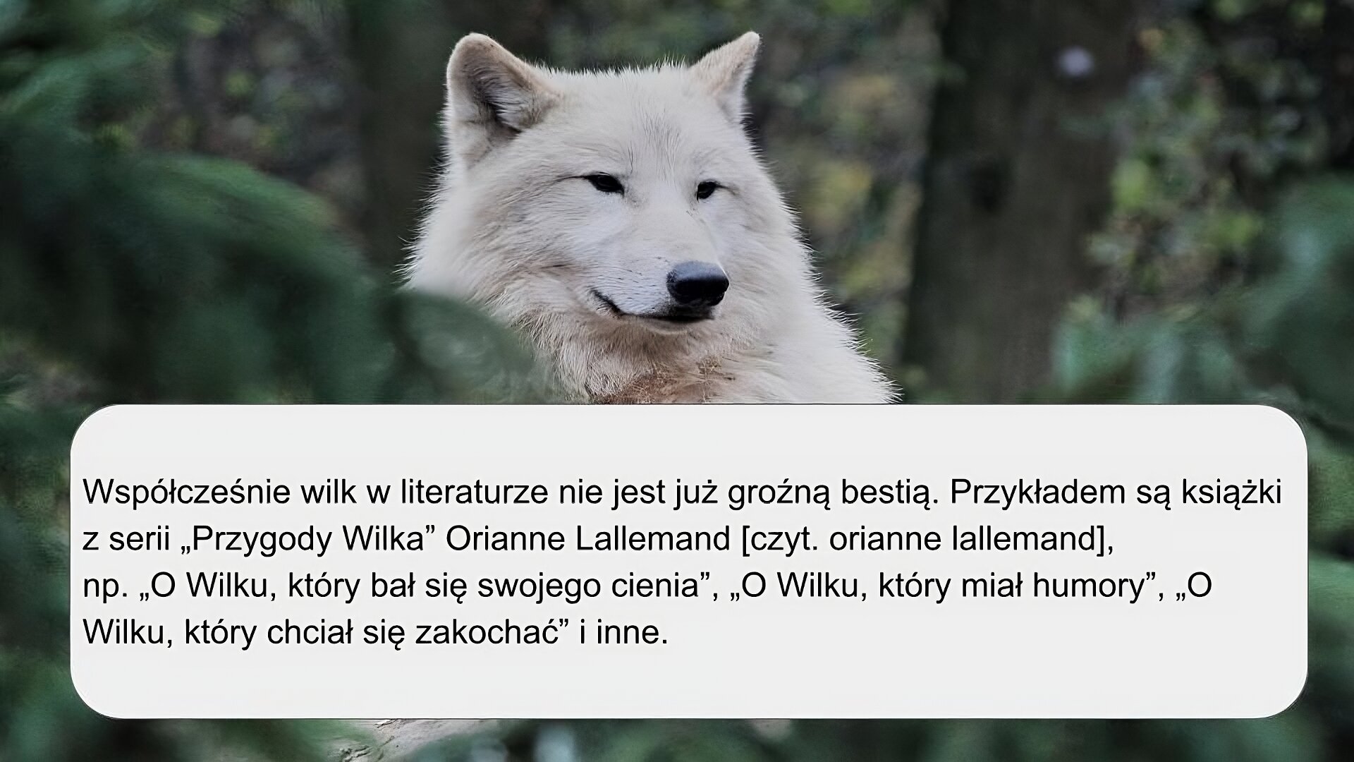Zdjęcie przedstawia białego wilka leżącego wśród drzew. Zwierzę ma czarny nos i oczy oraz postawione uszy. Na zdjęciu znajduje się napis: „Współcześnie wilk w literaturze nie jest już groźną bestią. Przykładem są książki z serii Przygody Wilka Orianne Lallemand, na przykład O Wilku, który bał się swojego cienia, O Wilku, który miał humory, O Wilku, który chciał się zakochać i inne”.
