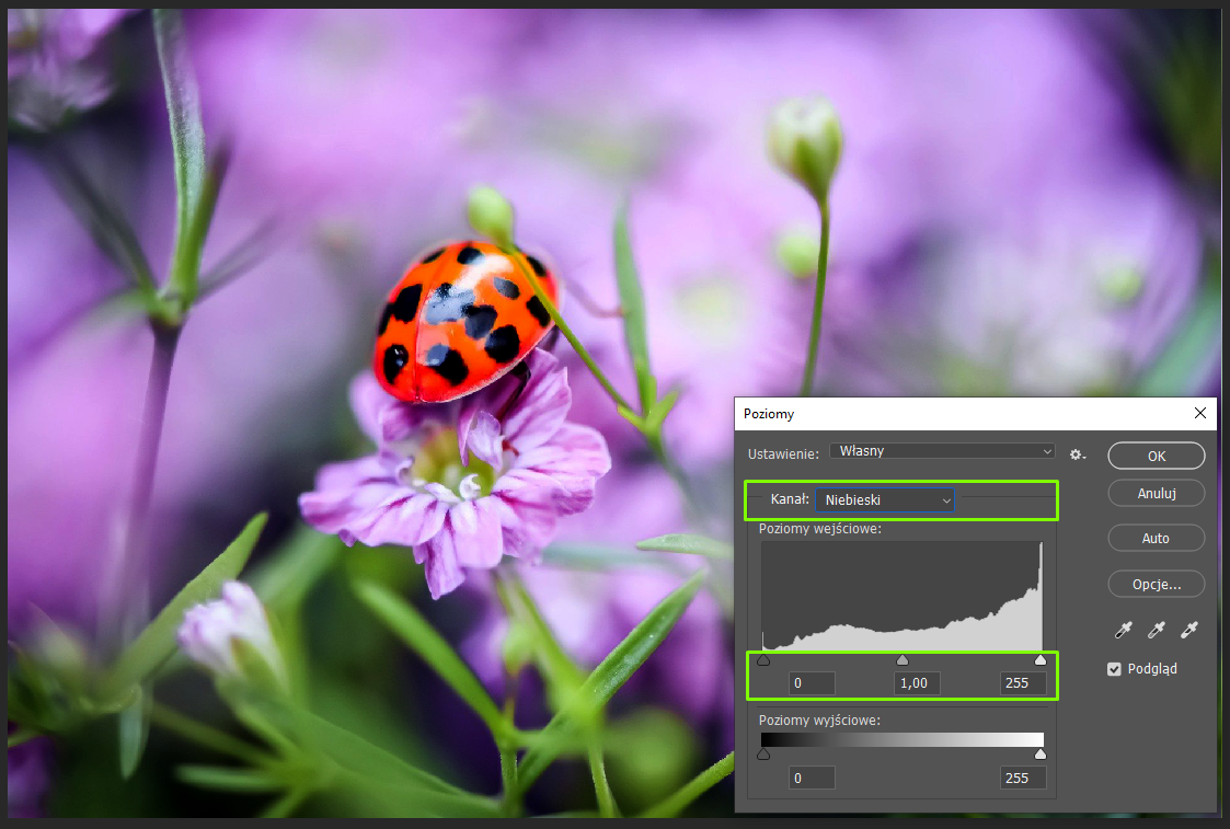 Ilustracja przedstawia okno programu. W obszarze roboczym jest zdjęcie biedronki siedzącej na różowym kwiatku. Po prawej stronie jest okno dialogowe o nazwie: Poziomy. W Ustawieniach z listy wybrano Własny. W Kanale wpisano Niebieski. Poniżej jest histogram. Po jego lewej stronie jest wartość 0, na środku 1,00, po prawej 255. Zaznaczono: Podgląd. 