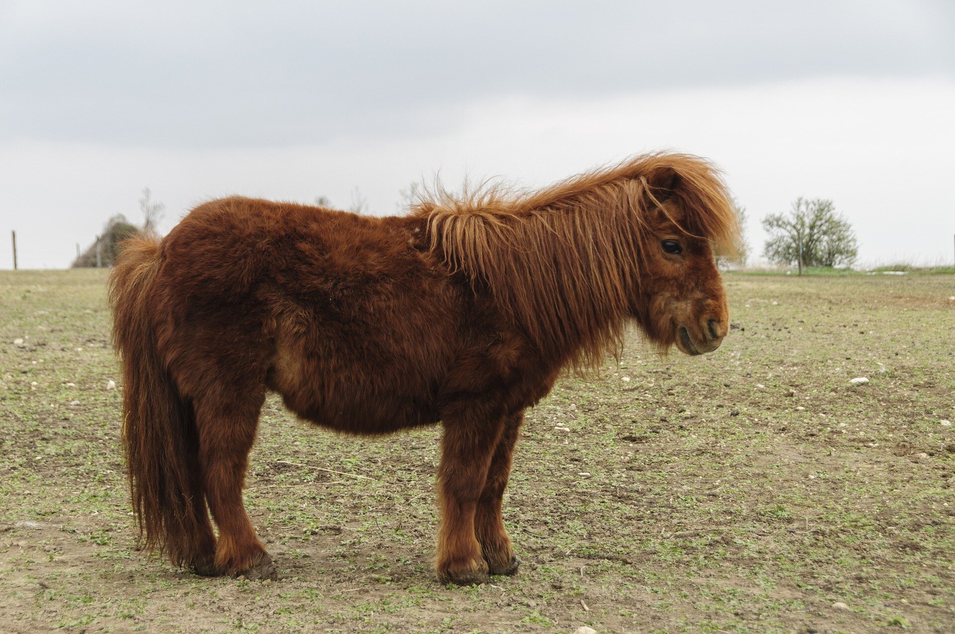 Zdjęcie przedstawia kuca. Zwierzę ma dużą głowę o prostym i suchym profilu, a szyję mocną, ze słabo zaznaczonym kłębem. Tułów jest masywny, a klatka piersiowa głęboka. Zad okrągły i masywny. Kończyny krótkie, kopyta małe i okrągłe. Kuc ma brązowe umaszczenie i bardzo bujną grzywę oraz ogon koloru jasnobrązowego. Okrywa włosowa długa.