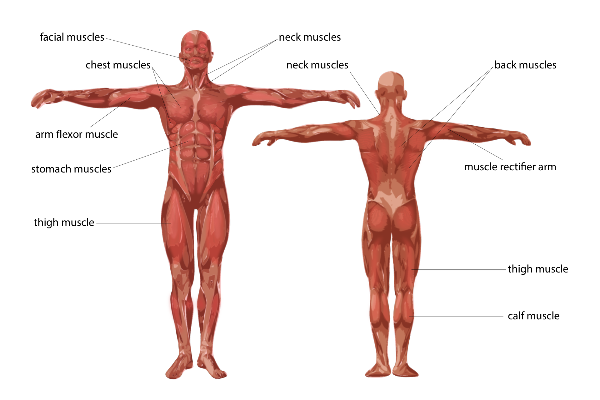 Ilustracja przedstawia budowę układu mięśniowego człowieka. Po lewej stronnie sylwetka człowieka pokazana z układem mięśniowym od przodu. Wskazano mięśnie: twarzy, szyi, karku, klatki piersiowej, mięsień zginacz ramienia, mięśnie brzucha oraz mięsień uda. Podpisano: facial muscles, chest muscles, arm flexor muscle, stomach muscles, thigh muscle, neck muscles. Po prawej stronie sylwetka człowieka pokazana z układem mięśniowym od tyłu. Wskazano mięśnie: pleców, mięsień prostownik ramienia, mięśnie uda oraz łydki. Podpisano: neck muscles, back muscles, muscle rectifier arm, thigh muscle, calf muscle