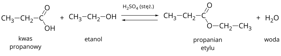 Na ilustracji ukazano równanie reakcji otrzymywania propanianu etylu. Od grupy C H indeks dolny, trzy, koniec indeksu dolnego odchodzi wiązanie pojedyncze w prawo do grupy C H indeks dolny, dwa, koniec indeksu dolnego. Od niej odchodzi wiązanie pojedyncze w prawo do atomu węgla C. Od niego odchodzą dwa wiązania: podwójne na ukos w górę do atomu tlenu O i pojedyncze na ukos w dół do grupy O H. Pod spodem podpis kwas propanowy. Dalej znak plus i grupa C H indeks dolny, trzy, koniec indeksu dolnego, od której odchodzi wiązanie pojedyncze w prawo do grupy C H indeks dolny, dwa, koniec indeksu dolnego, od której odchodzi wiązanie pojedyncze w prawo do grupy O H. Pod spodem podpis etanol. Dalej dwie strzałki skierowane w dwie strony, nad strzałkami napis H indeks dolny, dwa, koniec indeksu dolnego, S O indeks dolny, cztery, koniec indeksu dolnego, nawias, stęż ., zamknięcie nawiasu. Za strzałkami grupa C H indeks dolny, trzy, koniec indeksu dolnego, od której odchodzi wiązanie pojedyncze w prawo do grupy C H indeks dolny, dwa, koniec indeksu dolnego. Od niej odchodzą dwa wiązania: podwójne na ukos w górę do atomu tlenu O i pojedyncze na ukos w dół do atomu tlenu O, od którego odchodzi wiązanie pojedyncze w prawo do grupy C H indeks dolny, dwa, koniec indeksu dolnego. Od niej odchodzi wiązanie pojedyncze w prawo do grupy C H indeks dolny, trzy, koniec indeksu dolnego. Pod spodem podpis propanian etylu. Dalej znak plus H indeks dolny, dwa, koniec indeksu dolnego, O pod spodem podpis woda.
