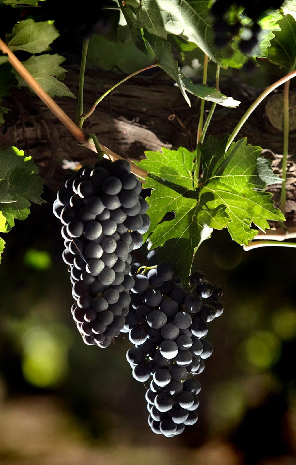 Zdjęcie przedstawia odmianę winorośli Tempranillo. Widoczne są dwie kiście winogron, złożone z kulistych jagód w kolorze prawie czarnym, zwisające z pędu winorośli. Powyżej widoczny jest pień winorośli oraz liście. 