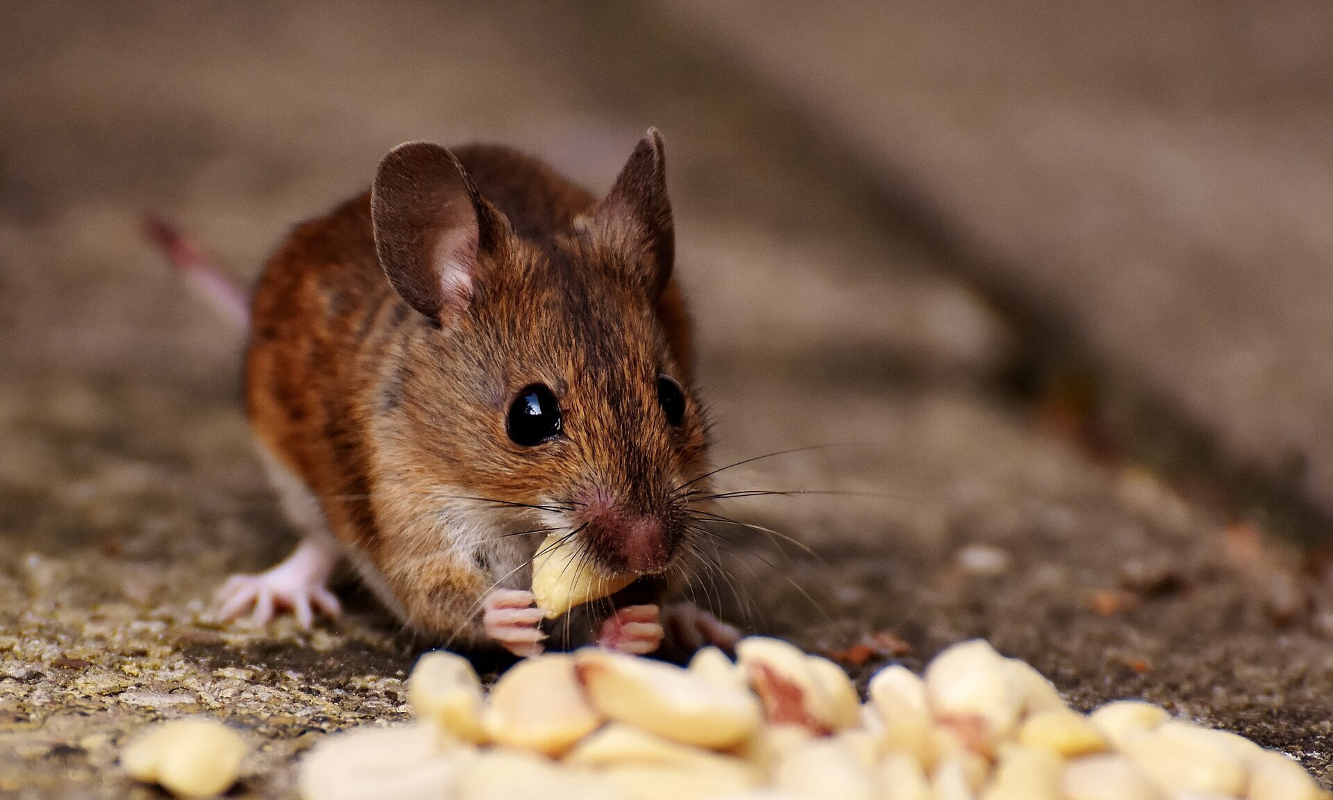 Na ilustracji widoczna jest mała mysz. Jej futerko ma kolor rdzawy  w łapkach trzyma nasionka.