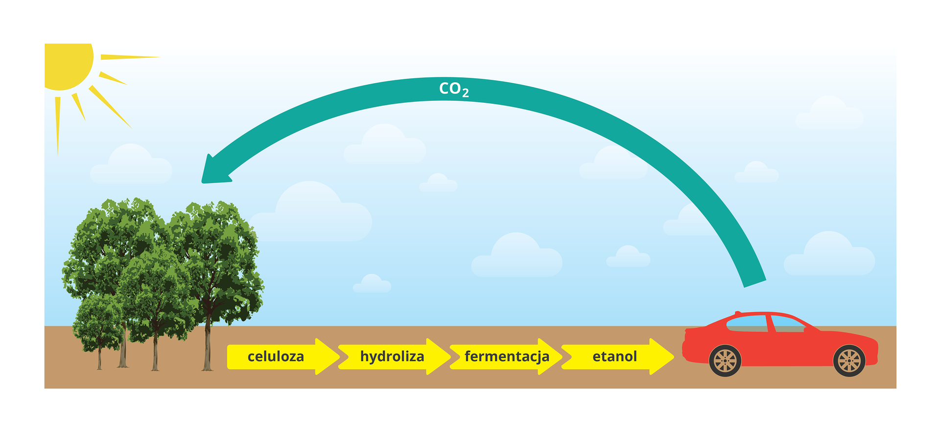 Ilustracja przedstawia schemat powstawania etanolu. W lewym górnym rogu znajduje się słońce. Pod nim drzewa. W dolnej części ilustracji pojawiają się podpisane żółte strzałki, kolejno: celuloza, hydroliza, fermentacja, etanol. Po prawej stronie jest czerwony samochód, od którego biegnie duża strzałka w kierunku drzew. Na niej wzór- CO2, oznaczający dwutlenek węgla.