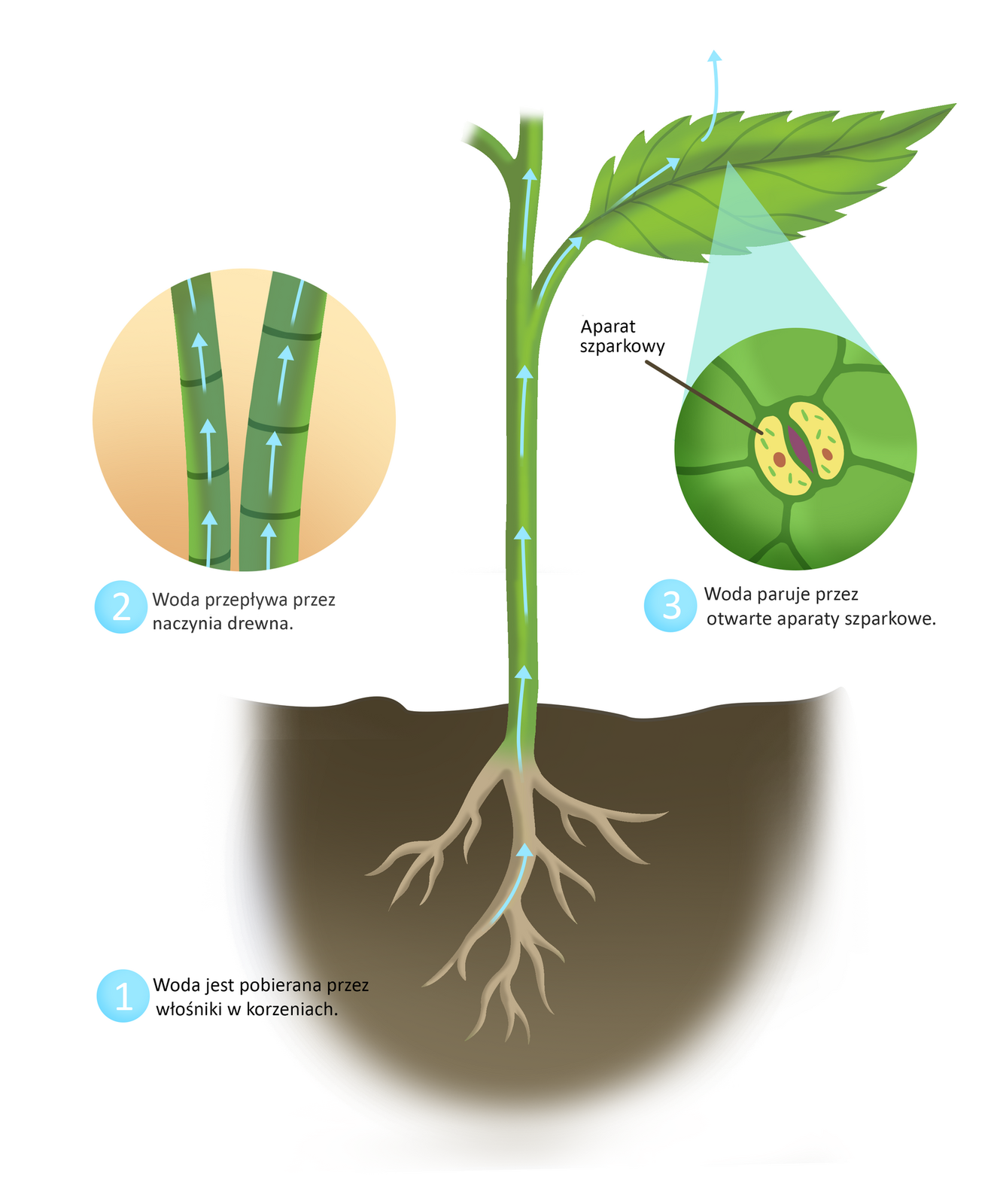 Schemat przedstawia pobieranie i transport wody przez roślinę. Na rysunku ukazany jest fragment rośliny z korzeniami znajdującymi się pod ziemią, łodygą oraz liściem. Numerem jeden podpisany jest korzeń. Przez włośniki w korzeniach woda pobierana jest z gleby, wędruje dalej przez łodygę, a dokładniej - przez naczynia ksylemu do wyższych partii roślin, czyli do liści i innych części rośliny. Woda paruje z liści przez otwarte aparaty szparkowe, które są ukazane w zbliżeniu - są to wydłużone twory w kształcie fasolki. Są one zbliżone do siebie, pomiędzy nimi widać niewielką szparkę pomiędzy nimi.