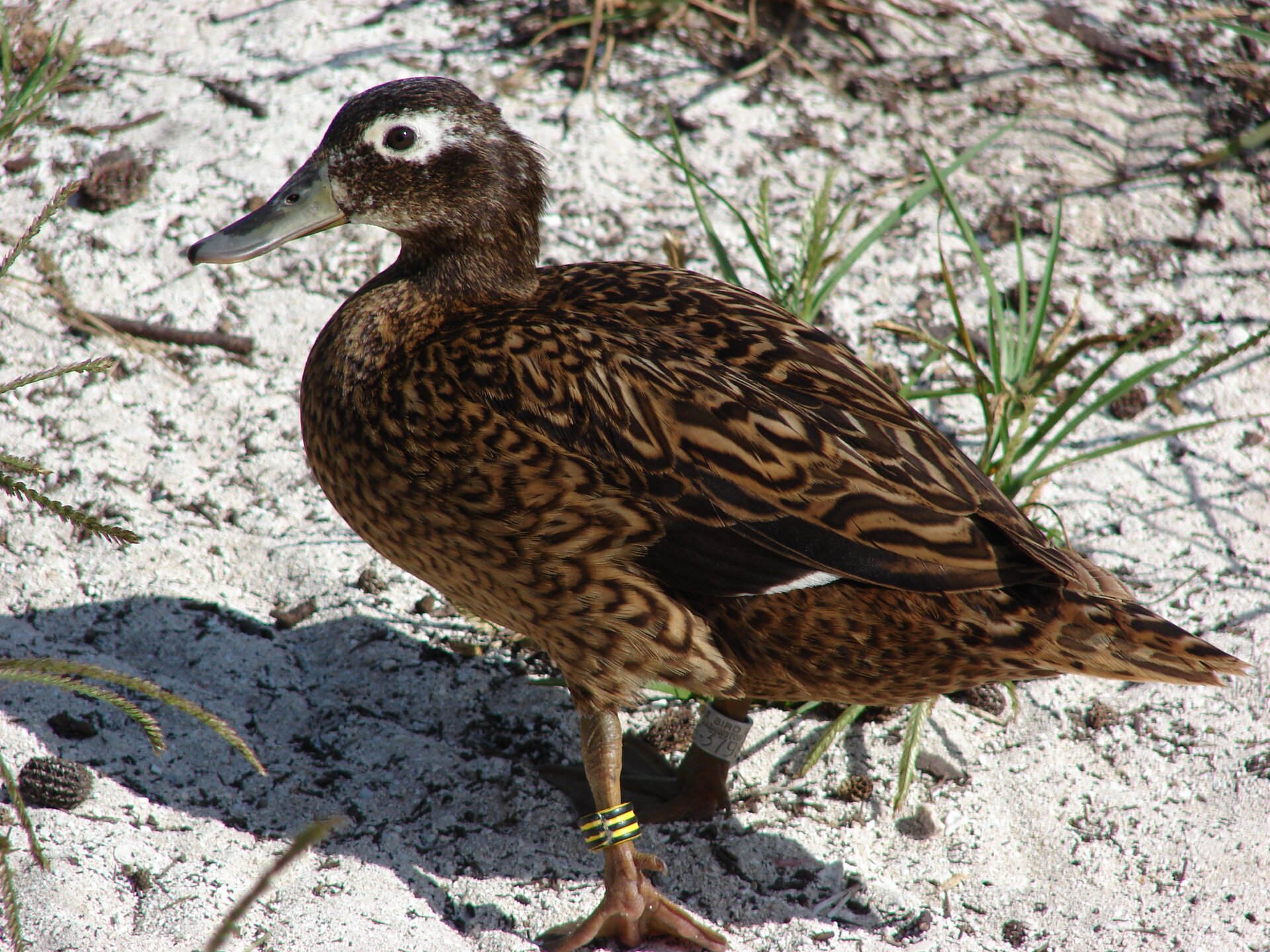 Na zdjęciu widać kaczkę. Dorosła kaczka ma białą plamę wokół oka, reszta ciała jest brązowa w ciemne pręgi. Kaczka stoi na piasku. 