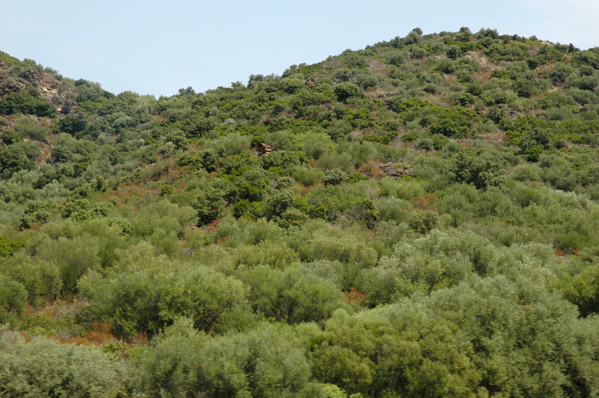 Wzgórze gęsto pokryte bujnymi, zielonymi krzewami. Gdzieniegdzie roślinność trawiasta oraz skały.