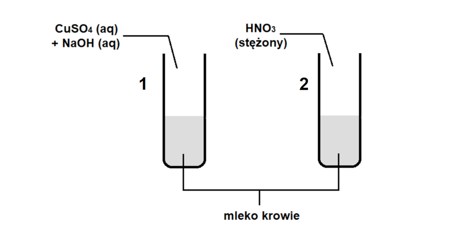 Ilustracja przedstawia schemat doświadczenia. Dwie probówki wypełnione są do połowy mlekiem krowim. Do próbki 1 dodano CuSO4 (Ag) + NaOH (aq). Do próbki nr 2 dodano HNO3 (stężony).