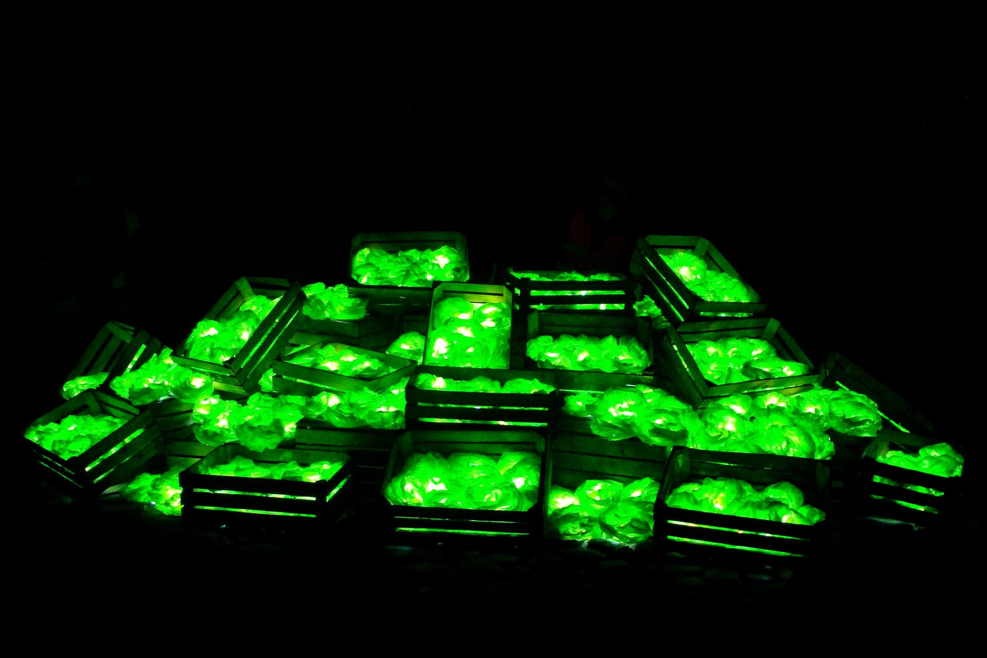 Na zdjęciu znajdują się drewniane skrzynki, w których są jasnozielone, okrągłe elementy. Tło jest w kolorze czarnym. Fotografia jest ciemna, jedynie przedmioty w skrzynkach są rozświetlone.