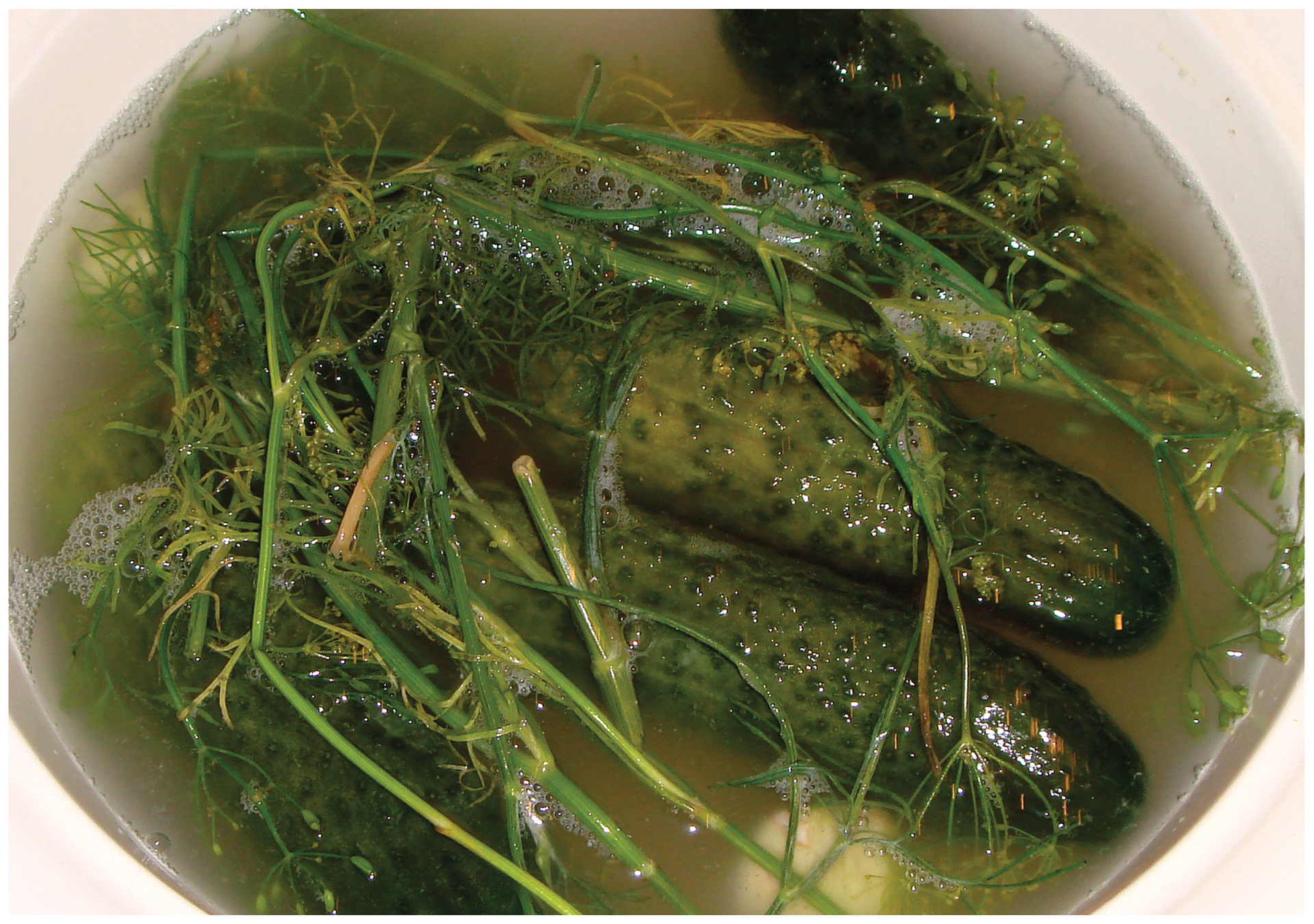 Fotografia przedstawia ogórki kiszone w naczyniu, przykryte częściowo gałązkami kopru.