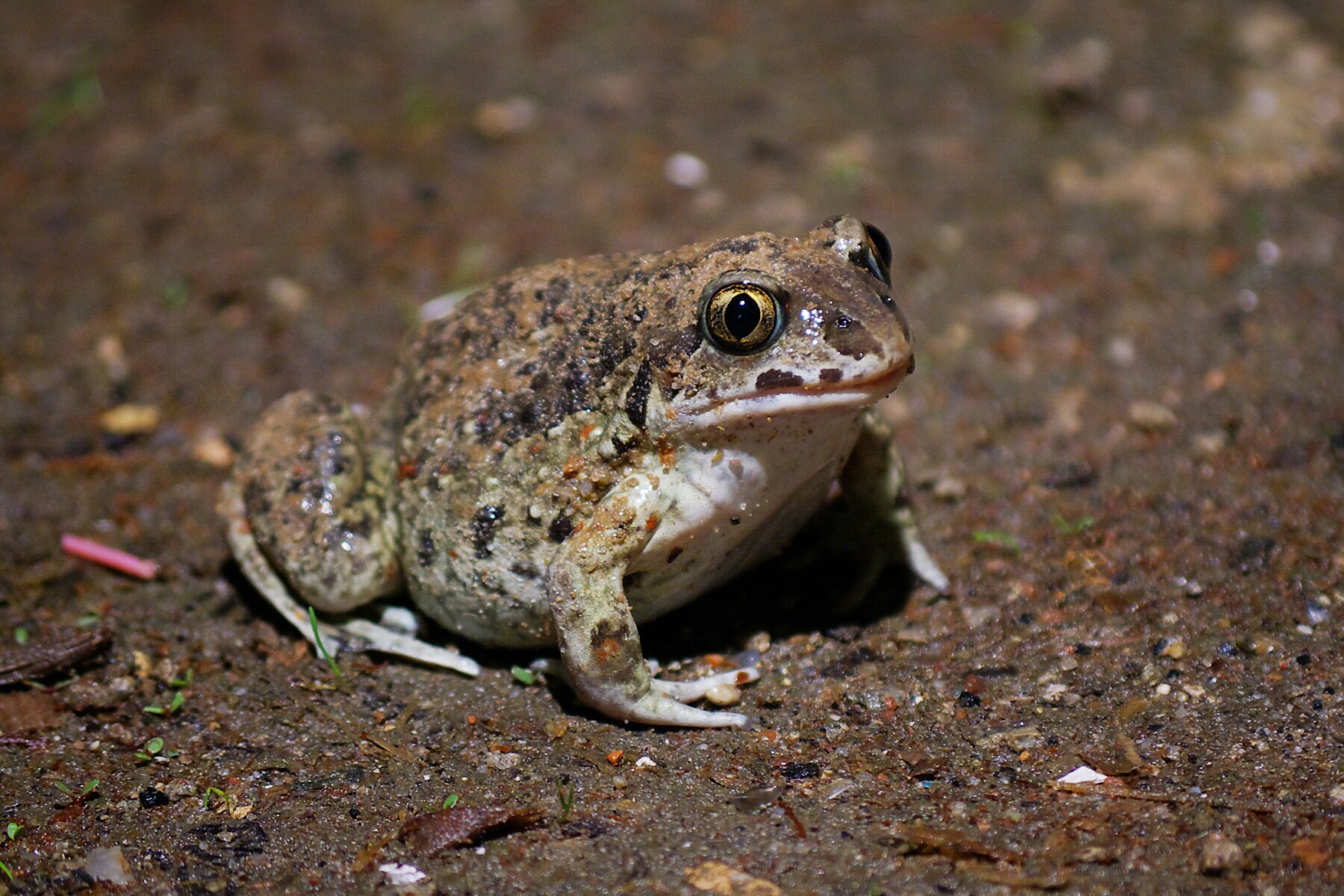 Fotografia przedstawia grzebiuszkę ziemną. Ma krępą budowę ciała. Grzbiet jest koloru oliwkowego z czarnymi kropkami, brzuch jest jasnokremowy. Głowa żaby jest dość krótka, wysoko umieszczone wyłupiaste oczy mają eliptyczną źrenicą.