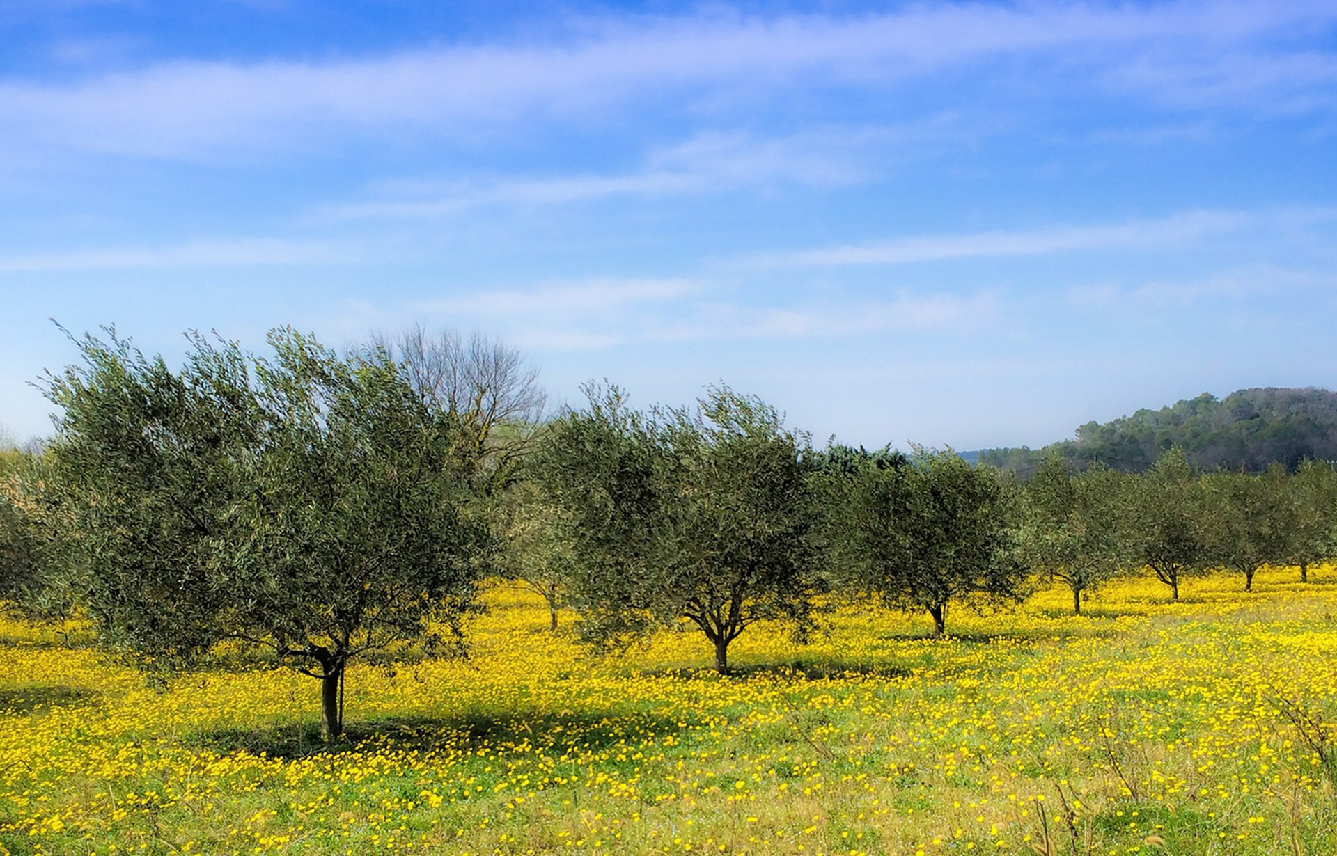 Fotografia prezentuje gaj oliwny z niskimi o rozbudowanej koronie drzewami oliwnymi stojącymi w rzędach. W gaju niska, zielona i żółta trawa oraz kwitnące na żółto drobne kwiaty. 
