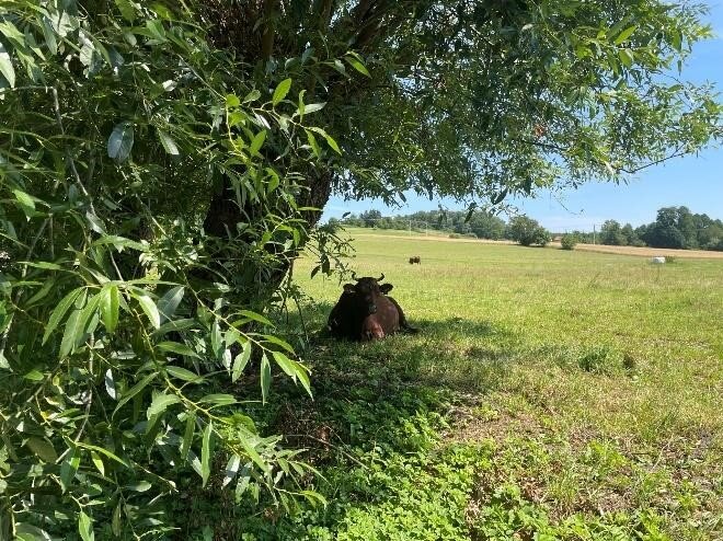 Fotografia przedstawia pole, na którym znajduje się położona w cieniu drzewa brązowa krowa. Po prawej strony zwierzęcia wysokie, liściaste drzewo. 