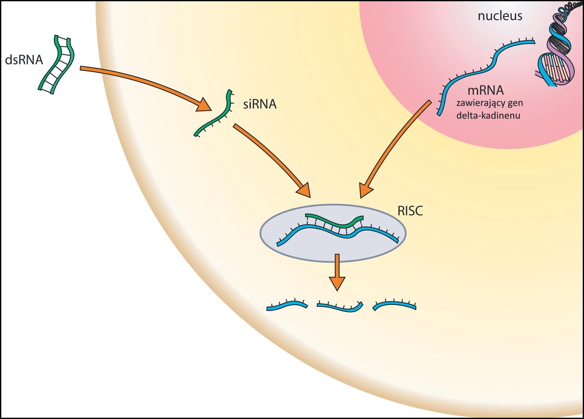 Ilustracja przedstawia fragment komórki oraz znajdującego się na terenie cytoplazmy jądra komórkowego. Na zewnątrz komórki znajduje się dwuniciowa cząsteczka dsRNA. Odbiega od niej strzałka do wnętrza komórki. Wskazuje na jednoniciową cząsteczkę siRNA. Od niej odchodzi kolejna strzałka wskazująca na kompleks RISC. Z jądra komórkowego, w którym znajduje się mRNA zawierający gen delta‑kadinenu również odchodzi strzałka w kierunku kompleksu  RISC. W kompleksie tym pojedyncza nić siRNA łączy się z pojedynczą nicią mRNA zawierającą gen delta‑kadinenu. Z kompleksu RISC odchodzi strzałka wskazująca na pocięte fragmenty mRNA.