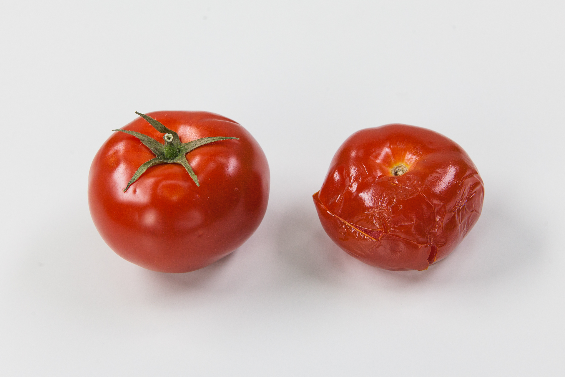 Fotografia przedstawia dwa czerwone pomidory po upływie okresu przechowywania. Ten po lewej jest jędrny, soczysty, a ten po prawej miękki, gnijący. Pomidor po lewej to odmiana zmodyfikowana genetycznie, odporna na gnicie, a pomidor po prawej to pomidor niezmodyfikowany.
