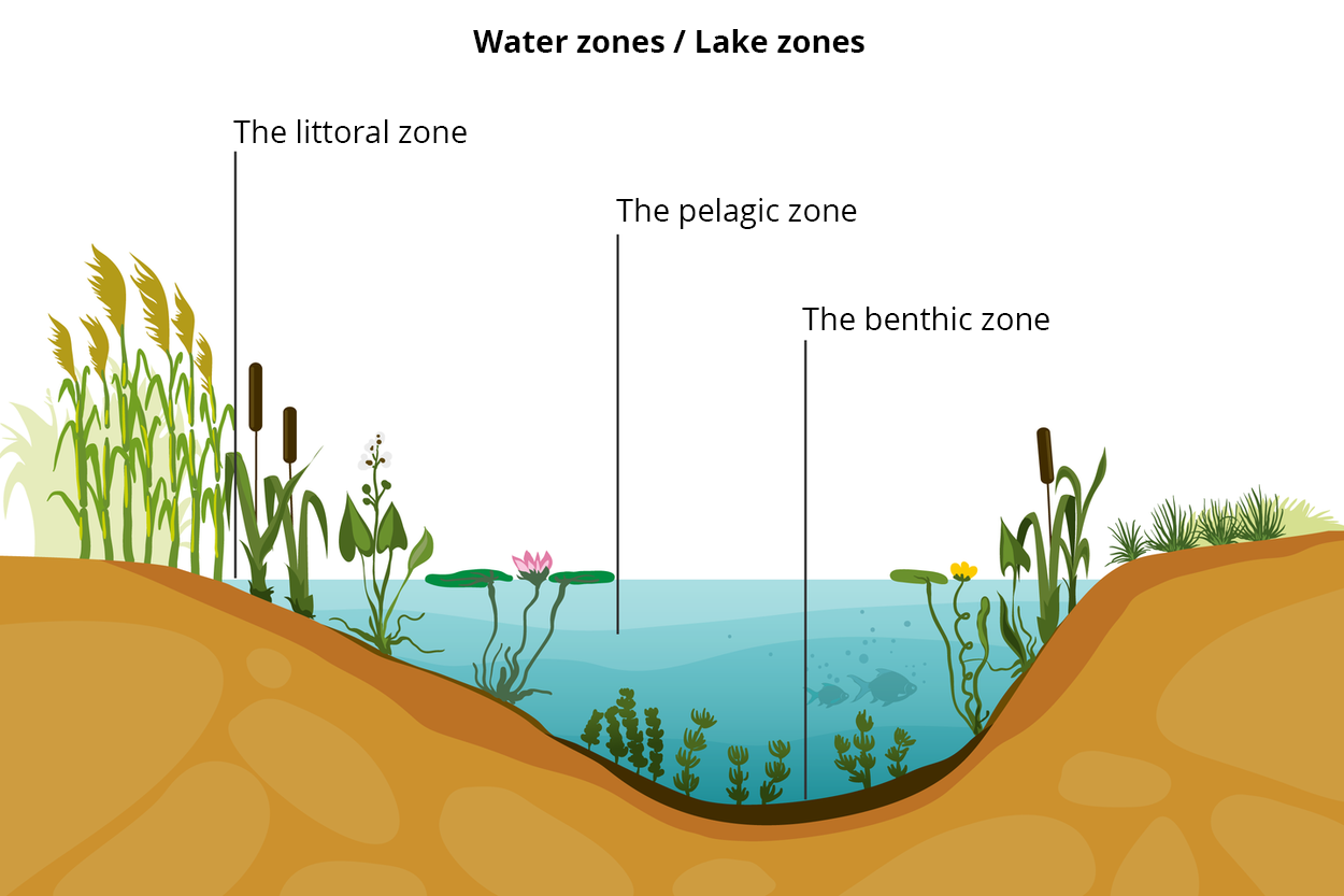 Ilustracja prezentuje przekrój przez jezioro oraz jego brzegi - water zones, lake zones. Zagłębienie jeziora wypełnione jest wodą. Na dnie znajdują się całkowicie zanurzone rośliny. Jest to strefa przydenna - the benthic zone. Nad nią znajduje się strefa otwartej toni wodnej - the pelagic zone, w której pływają ryby. Przy brzegu występuje strefa przybrzeżna - the littoral zone z rosnącą tam pałką wodną, trzcinami, strzałką wodną i grzybieniami.