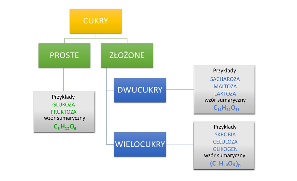 Grafika przedstawia podział cukrów. Od żółtego prostokąta z napisem „CUKRY” odchodzą dwa rozgałęzienia, prowadzące do dwóch zielonych prostokątów. Pierwszy zielony prostokąt z napisem „PROSTE” posiada jedno rozgałęzienie prowadzące do szarego prostokąta, w którym wypisano przykłady cukrów prostych: glukozę i fruktozę oraz ich wzór sumaryczny C indeks dolny, sześć, koniec indeksu dolnego, H indeks dolny, dwanaście, koniec indeksu dolnego, O indeks dolny, sześć, koniec indeksu dolnego. Drugi zielony prostokąt z napisem „ZŁOŻONE” posiada dwa rozgałęzienia prowadzące do dwóch niebieskich prostokątów. Pierwszy z nich z napisem „DWUCUKRY” posiada jedno rozgałęzienie prowadzące do szarego prostokąta, w którym wymieniono przykłady dwucukrów: sacharozę, maltozę i laktozę oraz ich wzór sumaryczny C indeks dolny, dwanaście, koniec indeksu dolnego, H indeks dolny, dwadzieścia dwa, koniec indeksu dolnego, O indeks dolny, jedenaście, koniec indeksu dolnego. Drugi niebieski prostokąt z napisem „WIELOCUKRY” posiada jedno rozgałęzienie prowadzące do szarego prostokąta, w którym wymienione są przykłady wielocukrów: skrobia, celuloza i glikogen oraz ich wzór sumaryczny nawias, C indeks dolny, sześć, koniec indeksu dolnego, H indeks dolny, dziesięć, koniec indeksu dolnego, O indeks dolny, pięć, koniec indeksu dolnego, zamknięcie nawiasu, indeks dolny, n, koniec indeksu dolnego.
