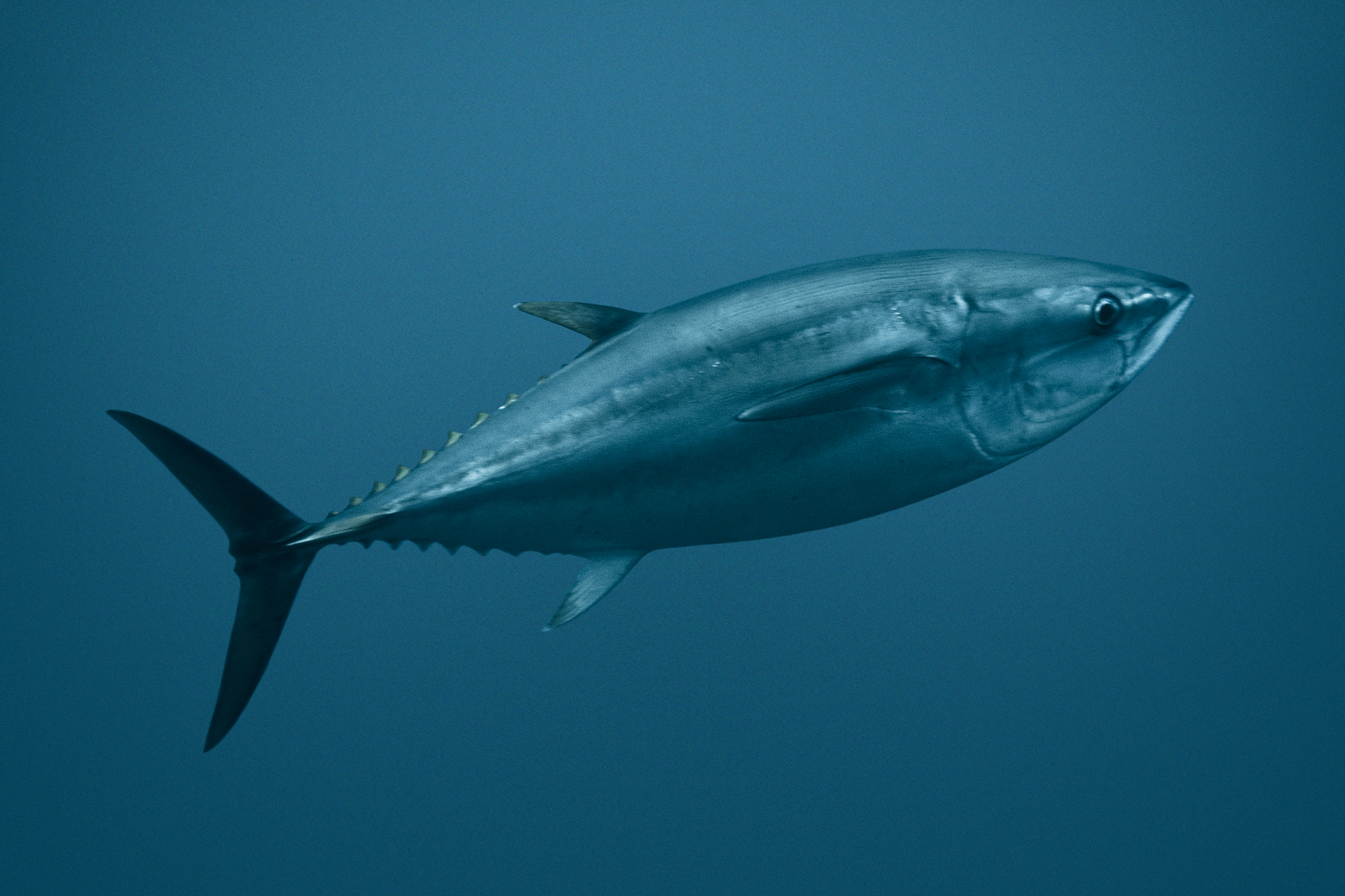 Galeria zawiera fotografie i ilustracje, prezentujące różnorodność ryb. Fotografia przedstawia niebiesko‑srebrzystego tuńczyka w morskiej toni. Ryba płynie w prawo, lekko ukośnie do góry. Ma smukłe płetwy tułowiowe, kolce na części przy ogonie i trójkątną, wydłużoną płetwę ogonową.