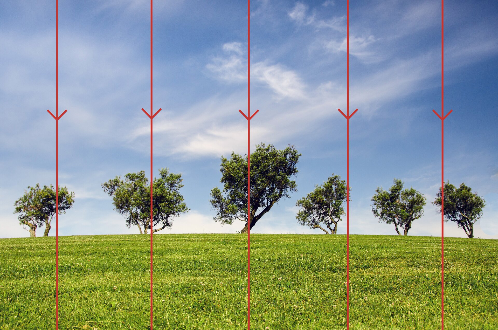 Rys. 2. Na rysunku przedstawiono zdjęcie polany pokrytej trawą z pięcioma drzewami. Pionowo poprowadzono przez zdjęcie, skierowane w dół, linie pola grawitacyjnego Ziemi.