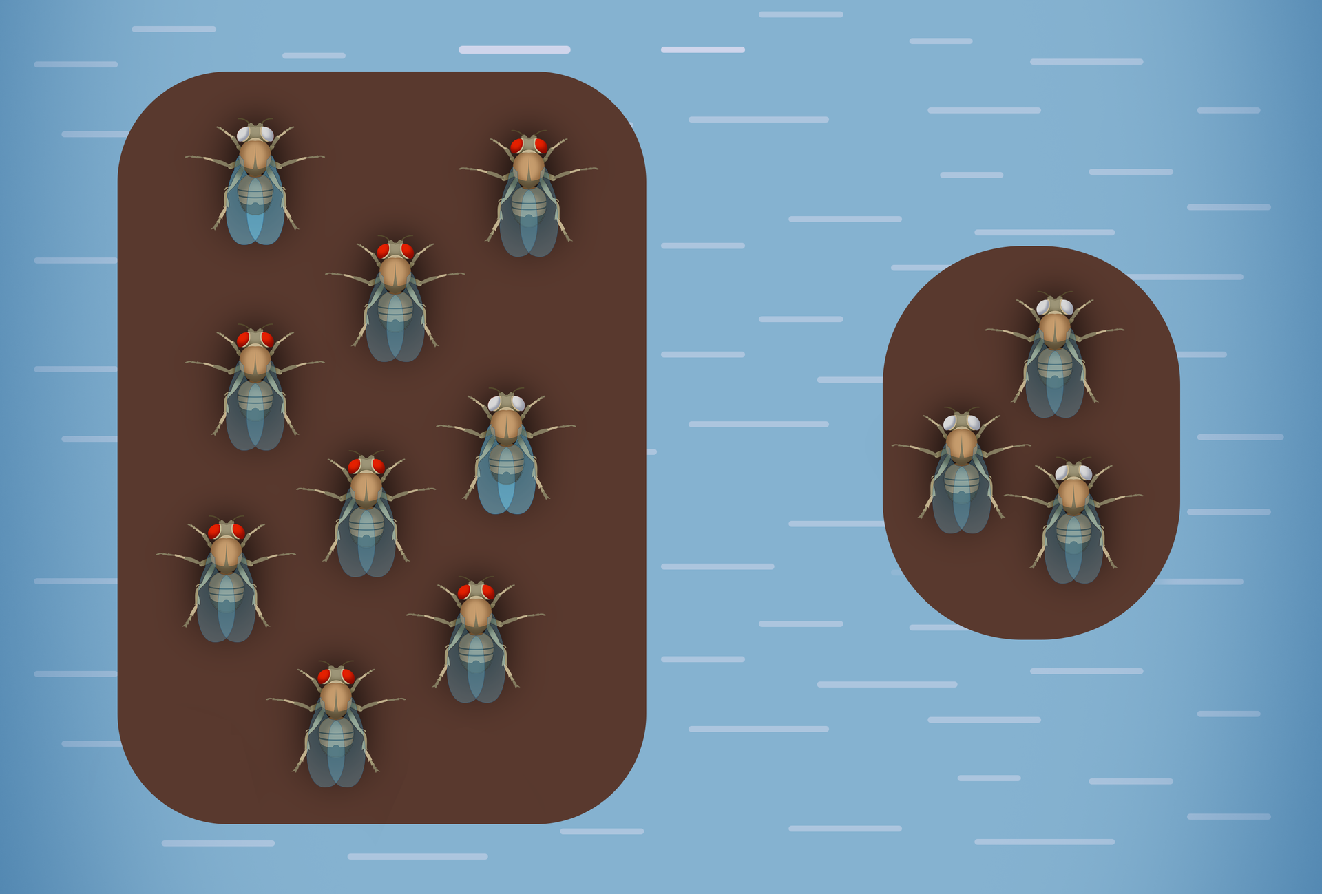 Ilustracja przedstawia dwie grupy much. Po lewej stronie znajduje się dziewięć much, sześć o czerwonych oczach oraz dwie o białej ich barwie. Po prawej stronie ilustracji znajdują się trzy muchy, wszystkie o białym kolorze oczu.