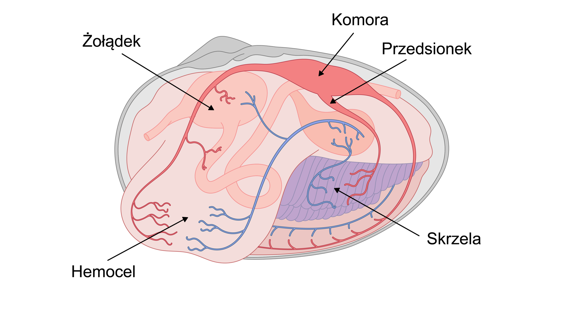 Ilustracja przedstawia układ krwionośny stawonogów na przykładzie mięczaków. Ukazany jest przekrój podłużny ciała małża. Ciało jest owalne. W jego wnętrzu znajduje się owalny, workowaty żołądek oraz duże, rurkowate skrzela. Układ krwionośny małża jest otwarty. Do dużego, workowatego hemocelu wydostaje się zawartość układu krwionośnego, czyli występuje układ krwionośny typu otwartego. Serce przypomina kształtem wrzeciono i składa się z komory i dwóch przedsionków. Wychodząca z nich aorta przednia rozdwaja się na tętnicę trzewiową i tętnicę nożną. Obie tętnice rozgałęziają się na drobne naczynka i następnie z nich krew wylewa się do zatok. Najważniejsza jest zatoka żylna, która kieruje większość krwi do nerki. Z niej krew zbierana jest tętnicami skrzelowymi do skrzeli, skąd po wymianie gazowej trafia żyłami skrzelowymi do przedsionków.