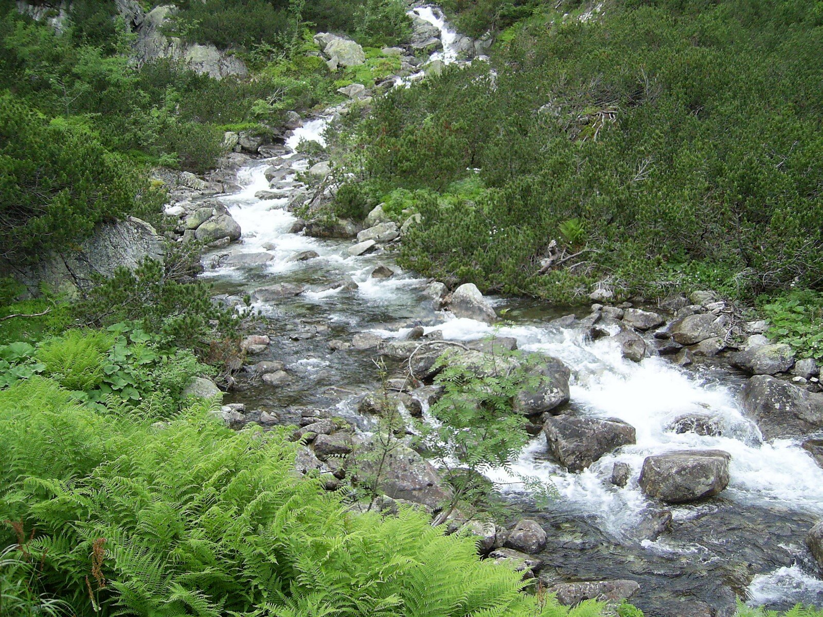 Lekko meandrujący potok górski. Bardzo silny nurt, woda piętrzy się na licznych barierach w postaci kamieni o kilkudziesięciocentymetrowej średnicy, przybiera białą barwę. Po obu stronach koryta niewysoka roślinność krzewiasta.