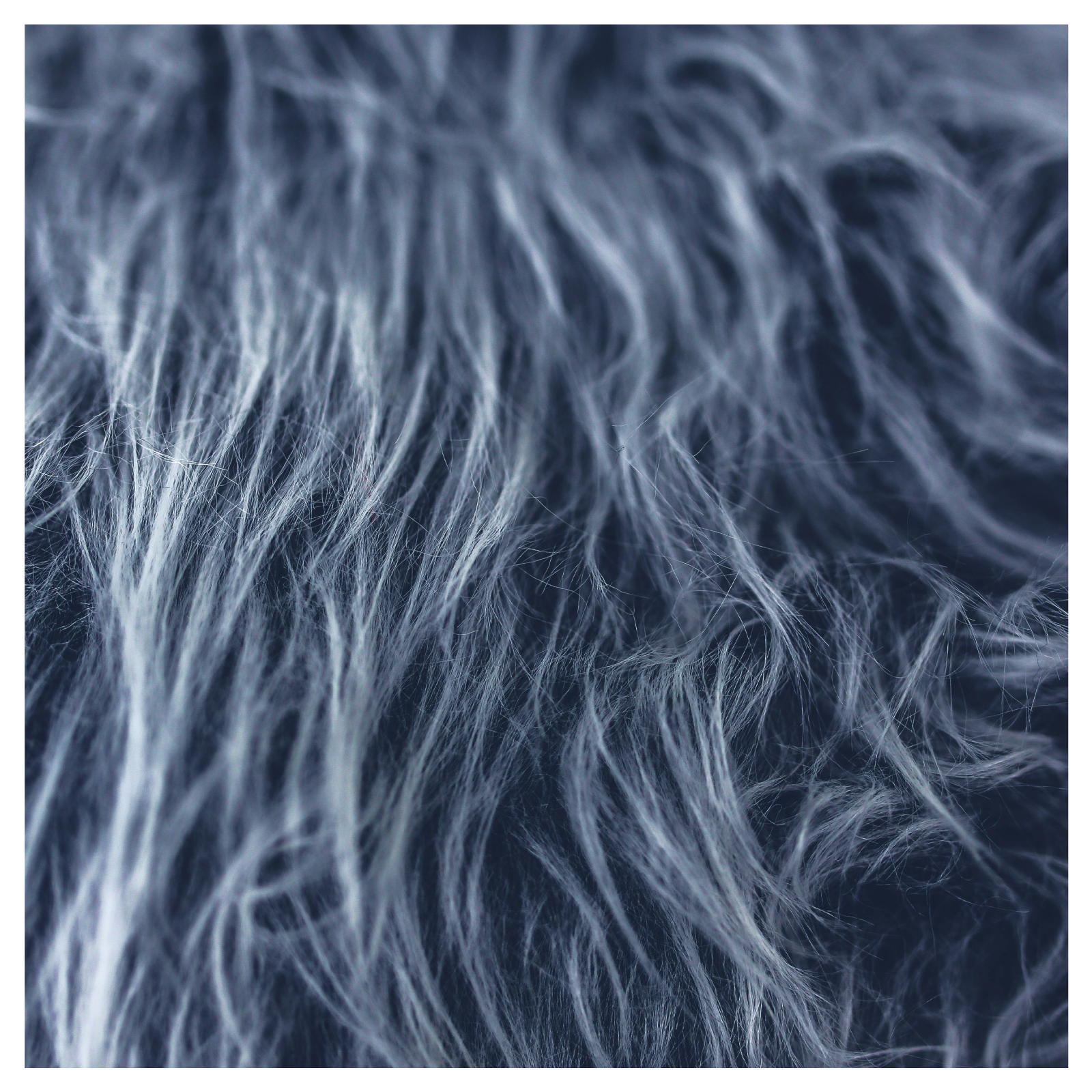 Zdjęcie ukazuje zbliżenie na czarno‑białe futro jakiegoś zwierzęcia.