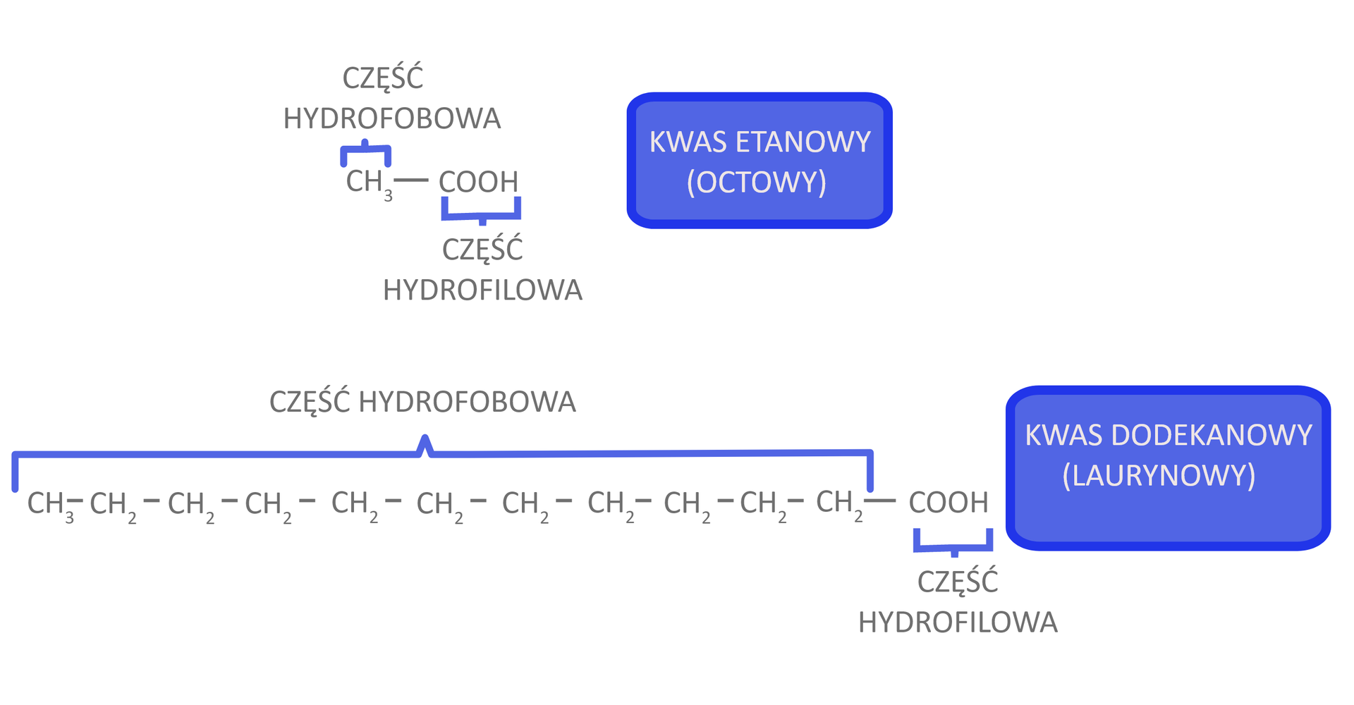 Ilustracja dotyczy rozpuszczalności wyższych homologów. Są dwa kwasy. 1. Kwas etanowy (octowy). We wzorze kwasu zaznaczono grupę metylową - to część hydrofobowa, grupę COOH - to część hydrofilowa. 2. Kwas dodekanowy (laurynowy). We wzorze zaznaczono część hydrofobową, którą tworzy jedna grupa metylowa oraz dziesięć grup metylenowych. Grupa hydrofilowa to grupa COOH - kończy łańcuch główny po prawej stronie wzoru. .