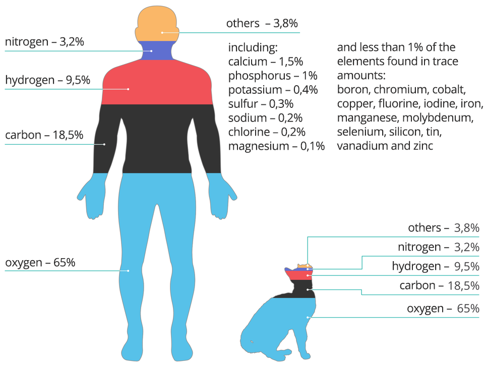Ilustracja przedstawia skład chemiczny ciała człowieka i zwierzęcia (animals and people-percentage of elements in the chemical composition of the body). Zarysy ciał człowieka i zwierzęcia są wypełnione kolorowymi warstwami, które oznaczają skład ciała. Ciało człowieka w 65% składa się z tlenu (oxygen), 18,5% z węgla (carbon), 9,5% z wodoru (hydrogen), 3,2% z azotu (nitrogen) oraz 3,8% z innych składników (others) takich jak: wapń (calcium) 1,5%, fosfor (phosphorus) 1%, potas (potassium) 0,4%, siarka (sulfur) 0,3%, sód (sodium) 0,2%, chlor (chlorium) 0,2%, magnez (magnesium) 0,2%. Ciało zwierzęcia składa się z: tlenu (65%), węgla (18,5%), wodoru (9,5%), azotu (3,2%) i innych składników (3,8%). Obok grafik jest napis: and less than 1% of the elements found in trace amounts: boron, chromium, cobalt, copper, fluorine, iodyne, iron, manganese, molybdenum, selenium, silicon, tin, vanadium and zink. Schemat nie precyzuje formy w jakiej występują poszczególne pierwiastki w organizmie.