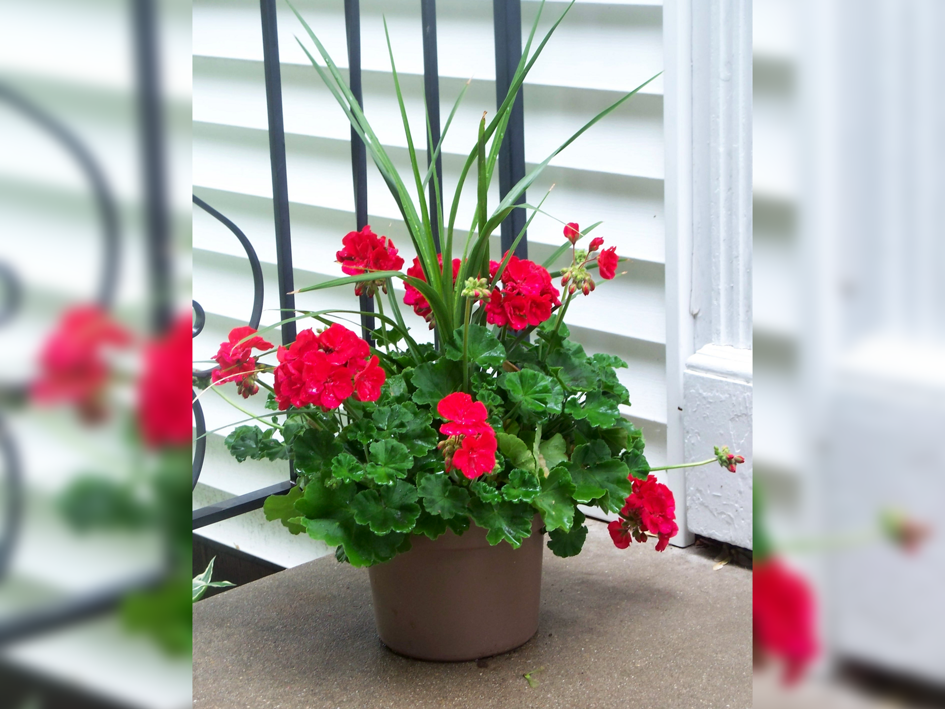 Fotografia barwna prezentuje pelargonię z czerwonymi kwiatami rosnącą w doniczce, która jest ustawiona na balkonie. Na drugim planie widać białą ścianę oraz niebieską balustradę. 