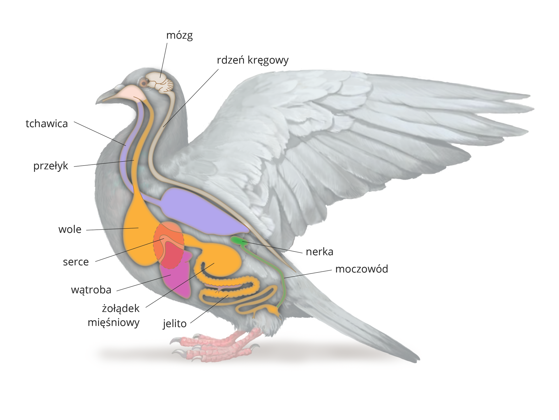 Ilustracja przedstawia szarą sylwetkę gołębia. Wrysowano w nią narządy wewnętrzne, zaznaczone różnymi kolorami. Od góry białawy mózg i wydłużony rdzeń kręgowy. Od dzioba dwa układy. Niebieski oddechowy, czyli tchawica i workowate płuco. Żółty pokarmowy: przełyk, workowate wole, żołądek mięśniowy, jelito. Na układ pokarmowy nałożona liliowa wątroba i różowe serce. Z tyłu zielona nerka i moczowód.