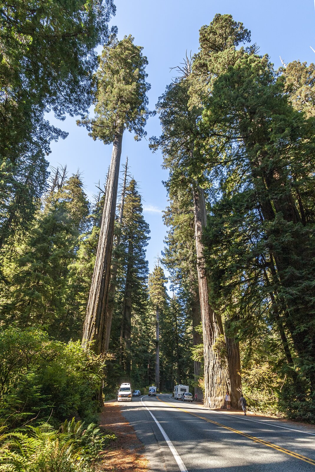 Zdjęcie przedstawia drogę po którym przemieszczają się samochody. Leży ona pomiędzy niezwykle wysokimi drzewami. Ich pnie są przez większość ich długości nierozgałęzione. Tylko przy czubku można zauważyć pokryte zielonymi igłami gałęzie. 