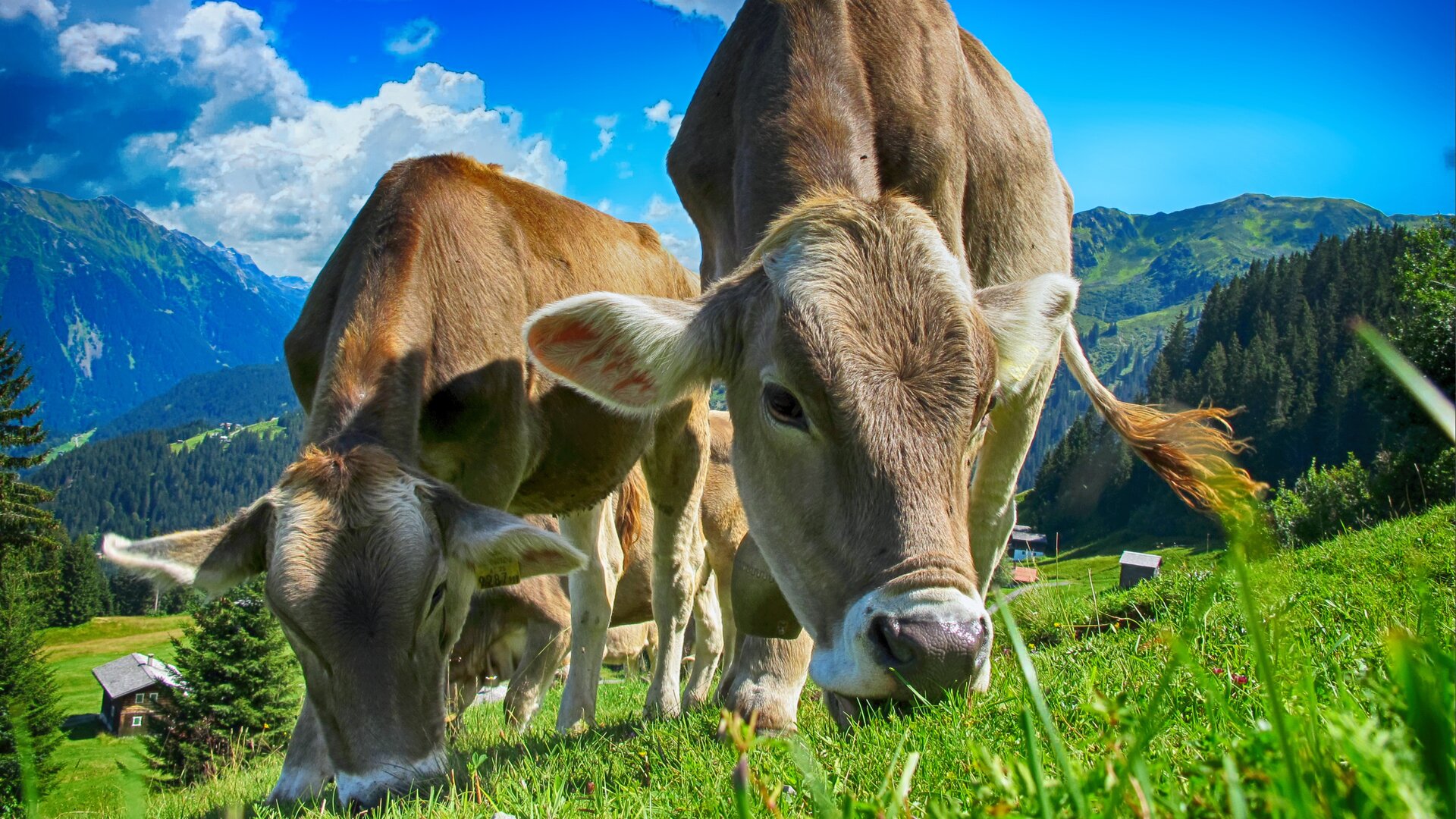 Ilustracja przedstawia trzy krowy – dwie znajdujące się na pierwszym planie i jedną stojącą za nimi. Krowy mają jasnobrązowy kolor sierści. Krowy pasą się na zielonej łące, znajdującej się na wzniesieniu. Za nimi rozpościera się malowniczy widok na góry. Jest piękny, słoneczny dzień.