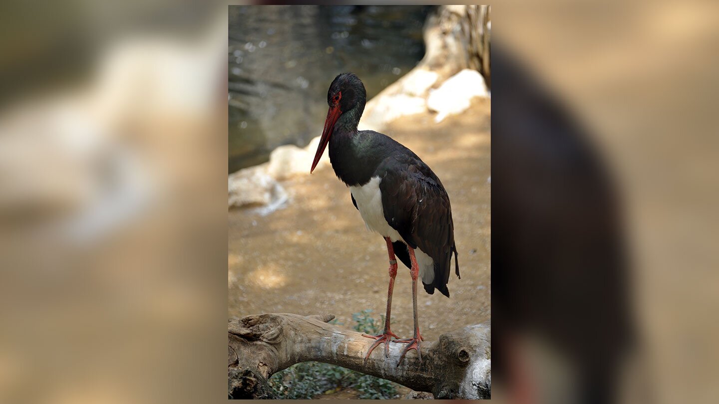 Fotografia prezentuje ptaka bociana czarnego stojącego na konarze drzewa. Bocian ma czerwony dziób i nogi. Podbrzusze białe, reszta czarna. Konar drzewa znajduje się nad wodą, za bocianem widać piasek oraz zbiornik wody.