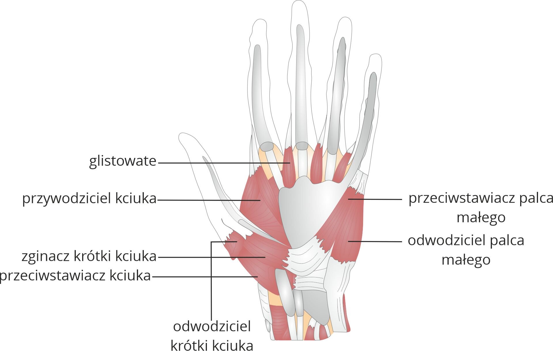 Grafika pod tytułem mięśnie ręki, strona dłoniowa. Grafika przedstawia schemat anatomii strony dłoniowej ręki, z zaznaczonymi mięśniami, od góry: mięśnie glistowate, mięsień przywodziciel kciuka, przeciwstawiacz palca małego, odwodziciel krótki kciuka, odwodziciel palca małego, zginacz krótki kciuka oraz przeciwstawiacz kciuka.