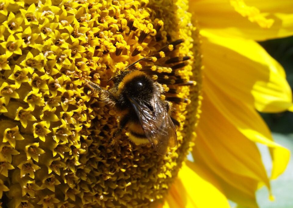 Fotografia kolorowa przedstawia pszczołę siedzącą na słoneczniku. Słonecznik zajmuje całe zdjęcie, podczas gdy owad umiejscowiony jest po środku.