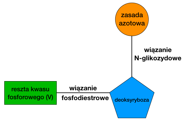 Grafika przedstawia schematyczną budowę nukleotydu kwasu deoksyrybonukleinowego. Składa się on z reszty kwasu fosforowego (V) połączonego wiązaniem fosfodiestrowym z deoksyrybozą, oraz zasady azotowej połączonej z deoksyrybozą za pomocą wiązania N-glikozydowego. 