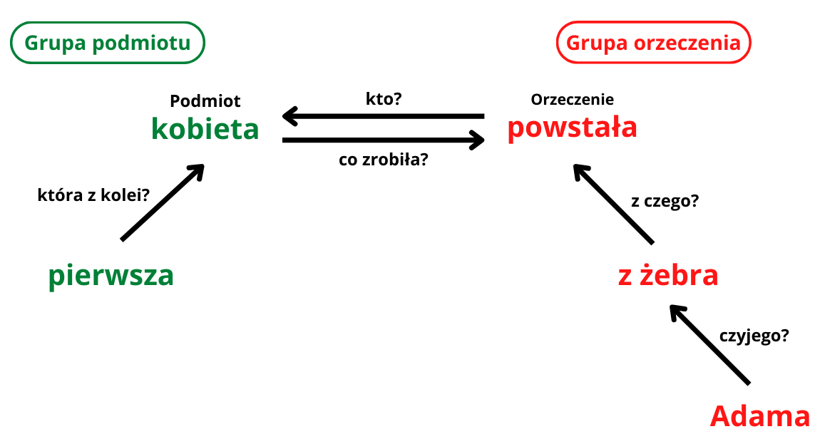 Kliknij, aby powiększyć Grafika przedstawia wykres zdania: Pierwsza kobieta powstała z żebra Adama. Na samej górze, na tym samym poziomie wyrazy: kobieta i powstała. Między nimi dwie strzałki z pytaniami "co zrobiła?" zwrócona w prawo od słowa “kobieta” do słowa “powstała” i "kto?" zwrócona w lewo od słowa "powstała" do słowa "kobieta". Pod wyrazem "kobieta" jest strzałka idąca od znajdującego się poniżej wyrazu "pierwsza" do wyrazu “kobieta”. Pod wyrazem "powstała" są (licząc od najniższego poziomu) wyrazy: "Adama" (pytanie czyjego?), zwrot strzałki do góry i "z żebra" (z czego?), zwrot strzałki do góry. Wyrazy "kobieta" i "pierwsza" są w kolorze zielonym, a "powstała", "z żebra" i "Adama" w kolorze czerwonym. Z lewej strony ilustracji, nad wykresem, znajduje się zielony napis "Grupa podmiotu", a po prawej stronie czerwony napis "Grupa orzeczenia".