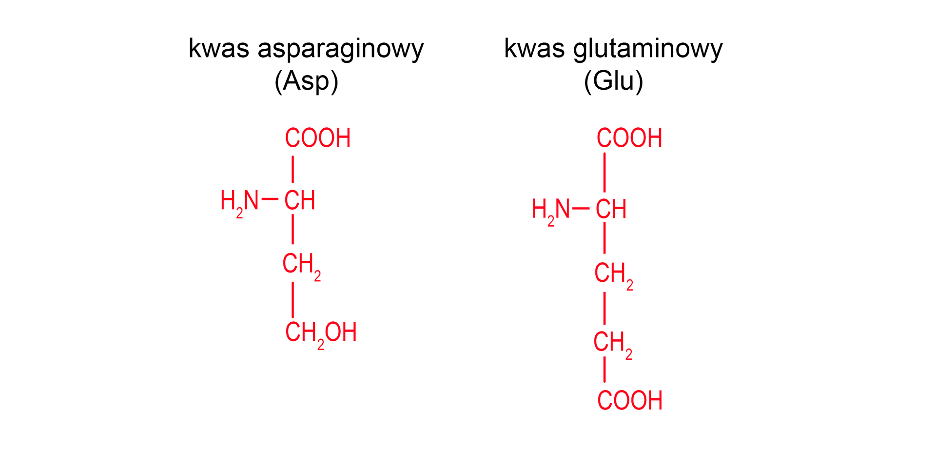 Ilustracja przedstawia wzory półstrukturalne kwasu asparaginowego i kwasu glutaminowego zaznaczone na czerwono wraz nazwami oraz ze stosowanymi skrótami trójliterowymi. Oba z aminokwasów zbudowane są z grupy CH połączonej z grupą karboksylową COOH, grupą aminową NH2 oraz łańcuchem bocznym. W kwasie asparaginowym (Asp) łańcuch boczny stanowi grupa metylenowa CH2 podstawiona grupą karboksylową COOH. W kwasie glutaminowym (Glu) są to dwie połączone ze sobą kolejno grupy metylenowe, z których ostatnia podstawiona jest grupą karboksylową COOH.