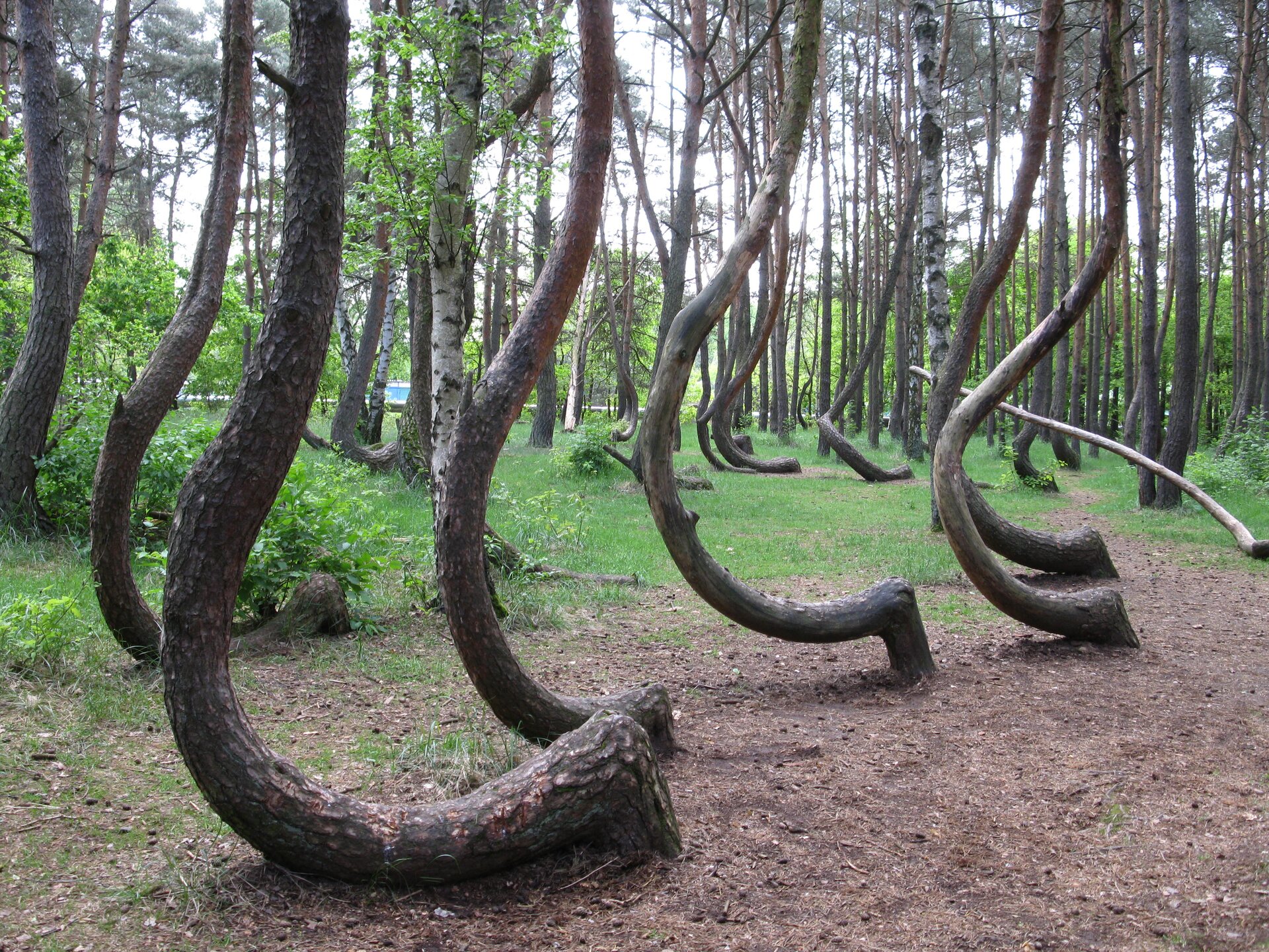 Fotografia przedstawia nietypowo, hakowato wygięte pnie sosen zwyczajnych. Za nimi las mieszany z drzewami o prostych pniach. To pomnik przyrody Krzywy Las.