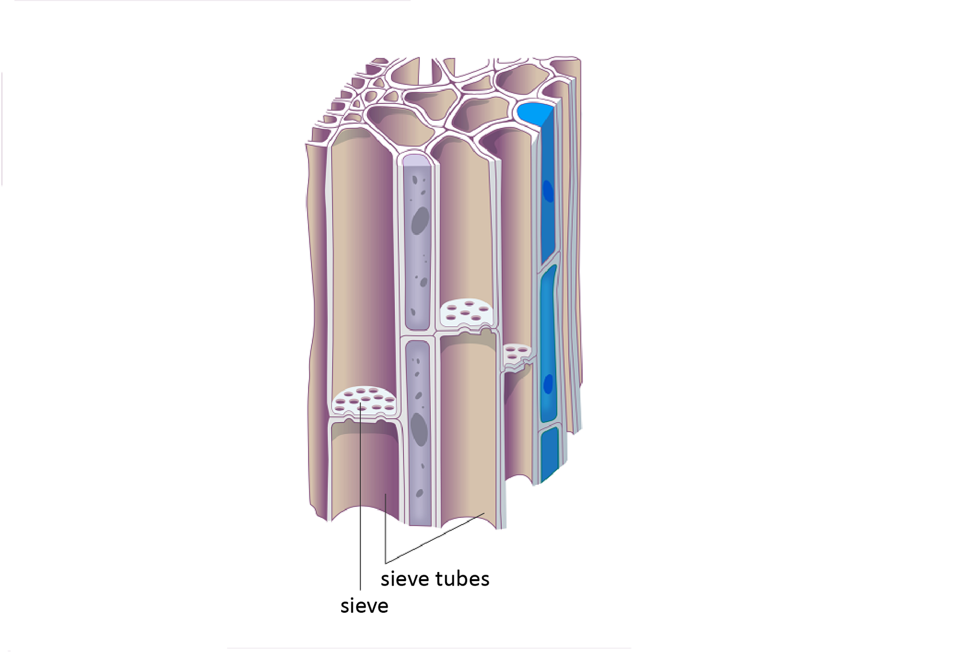 Ilustracja przedstawia komórki łyka, które kształtem przypominają prostopadłościan złożony z długich rurek. Między rurkowatymi komórkami (sieve tubes) gdzieniegdzie w poziomie znajdują się owalne płaszczymy z licznymi otworami, czyli sita (sieve). Z boku ukazano wydłużone komórki naczyń z błękitną zawartością, aby przedstawić sposób przewodzenia substancji przez komórki sitowe łyka. 
