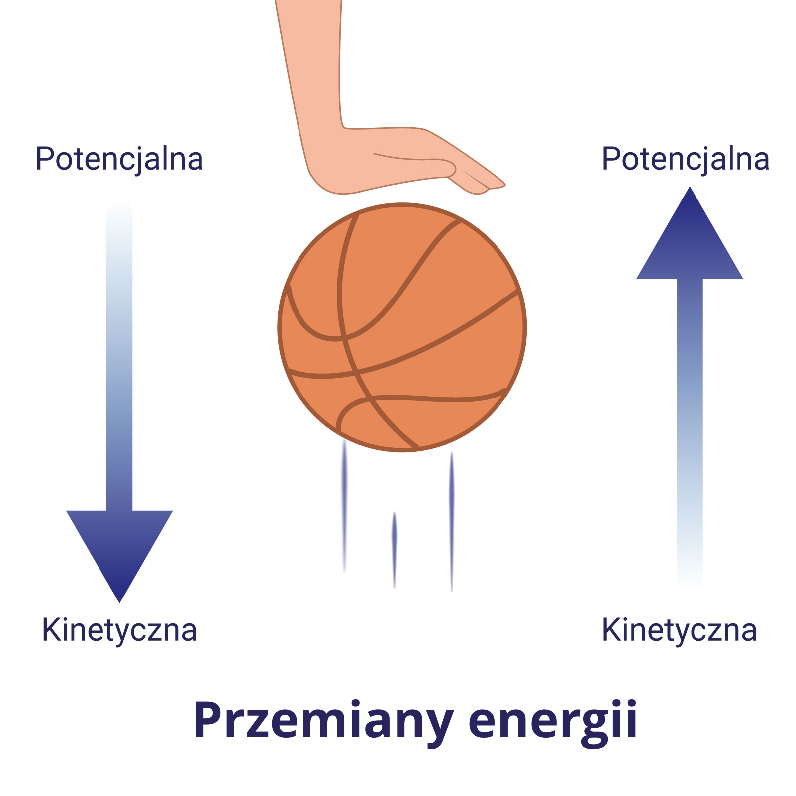 Ilustracja przedstawia na białym tle cztery elementy. W centralnej części ilustracji piłka do koszykówki, oraz nad piłką odbijająca ją ręka. Po lewej stronie strzałka skierowana pionowo w dół. Nad strzałką napis: Potencjalna, pod strzałką napis: Kinetyczna. Po prawej stronie strzałka skierowana pionowo w górę. Nad strzałką napis: Potencjalna, pod strzałką napis: Kinetyczna. Pod obrazkiem podpis: Przemiany energii.