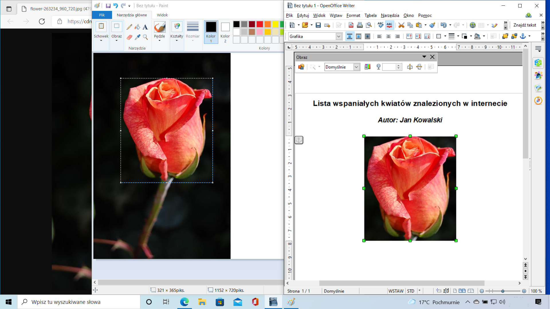 Ilustracja przedstawia pulpit systemu Windows 10, otwarte są trzy okna: przeglądarka Edge, Paint oraz okno edytora tekstowego OpenOffice. W edytorze tekstowym znajduje się nagłówek Lista wspaniałych kwiatów znalezionych w internecie, Autor: Jan Kowalski. Oknem na samej górze jest edytor tekstowy, pod tekstem został wklejony obrazek przedstawiający kwiat róży.