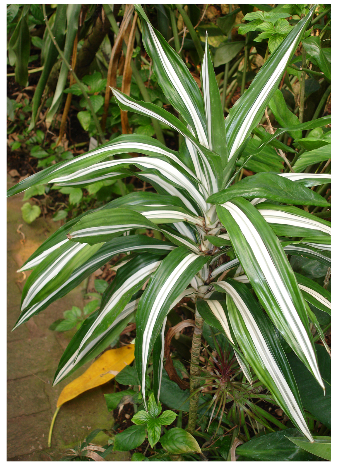 Czwarta fotografia przedstawia dracenę. To wysoka roślina o długich zielono‑białych liściach.
